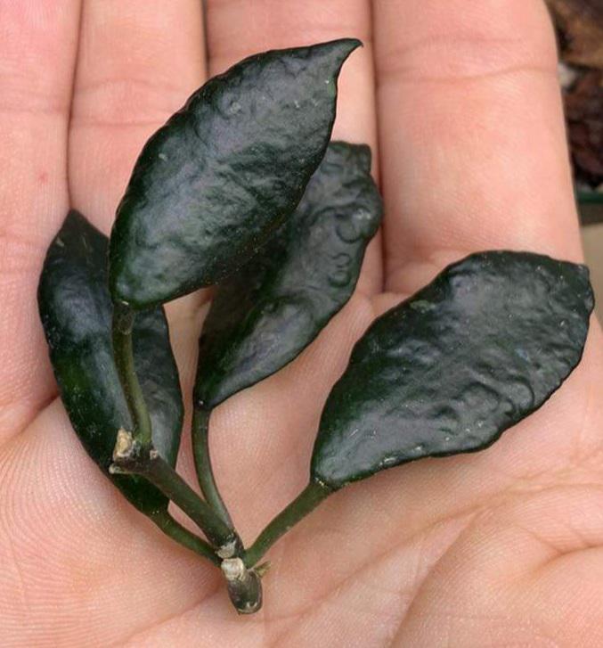 I.D Please. I will be getting this beauty tomorrow and wanted to know