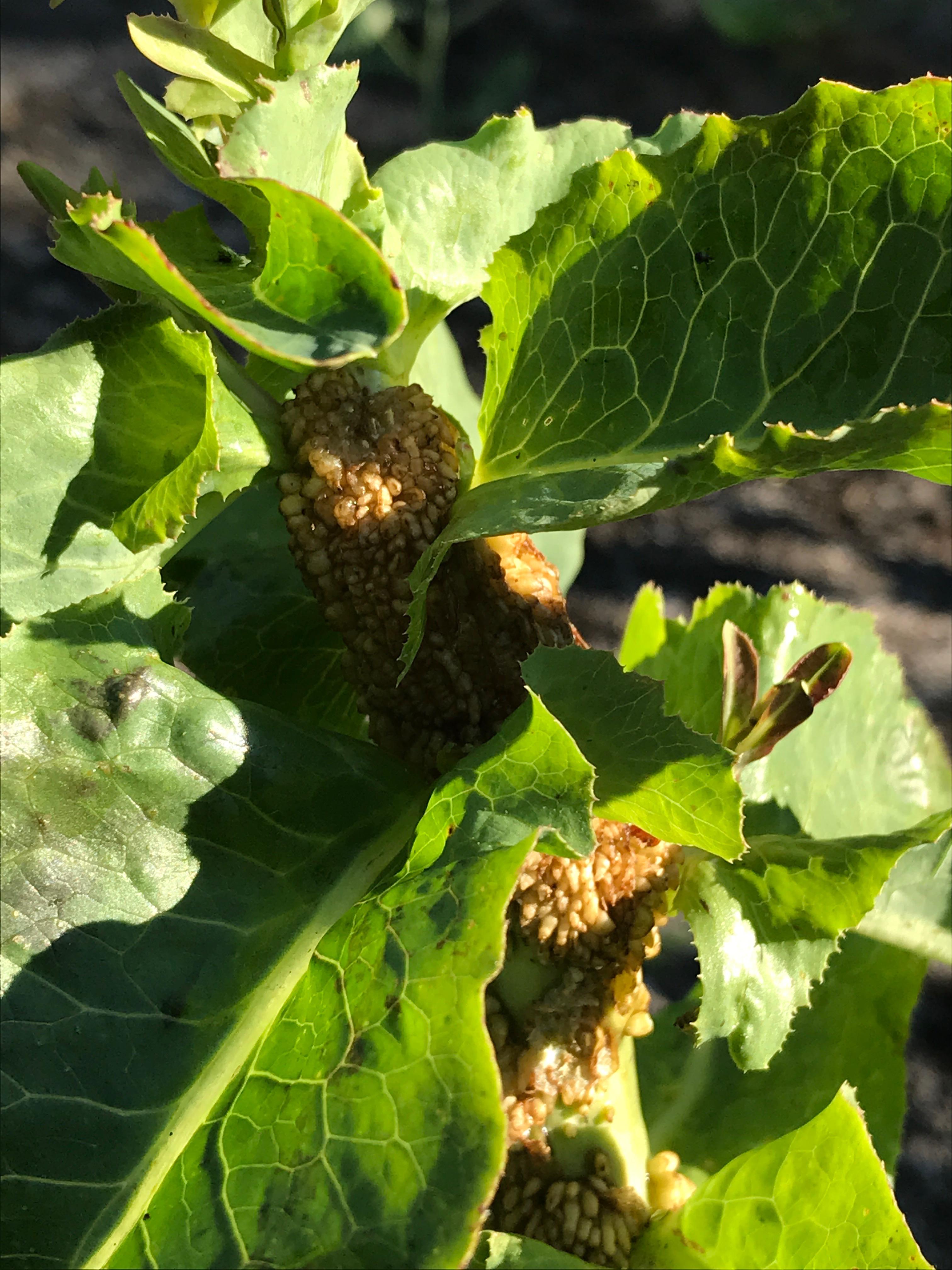 What is eating my lettuce. New Jersey r/whatsthisbug