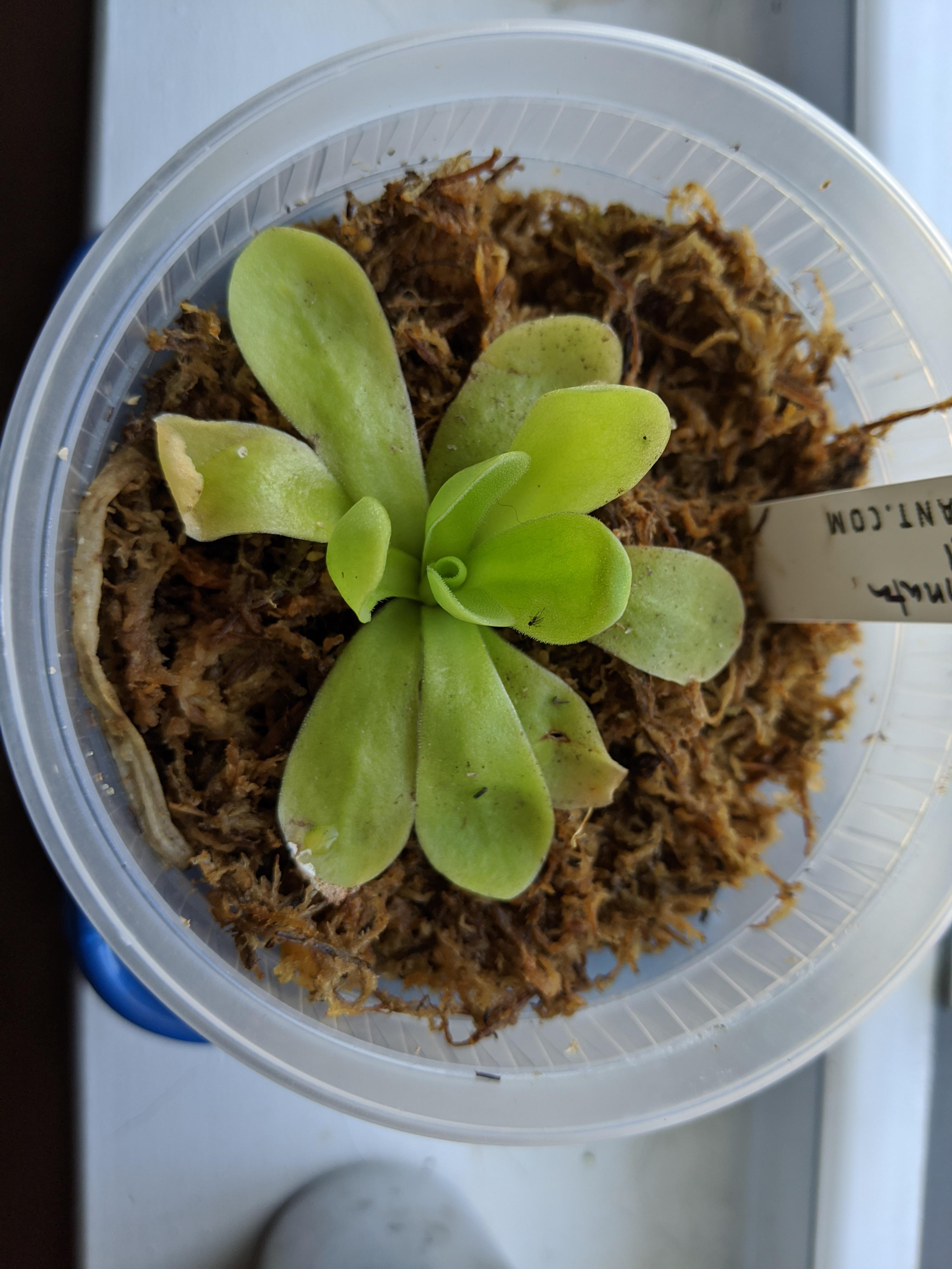 HELP! Butterwort leaves having yellow ends. r/carnivorousplants