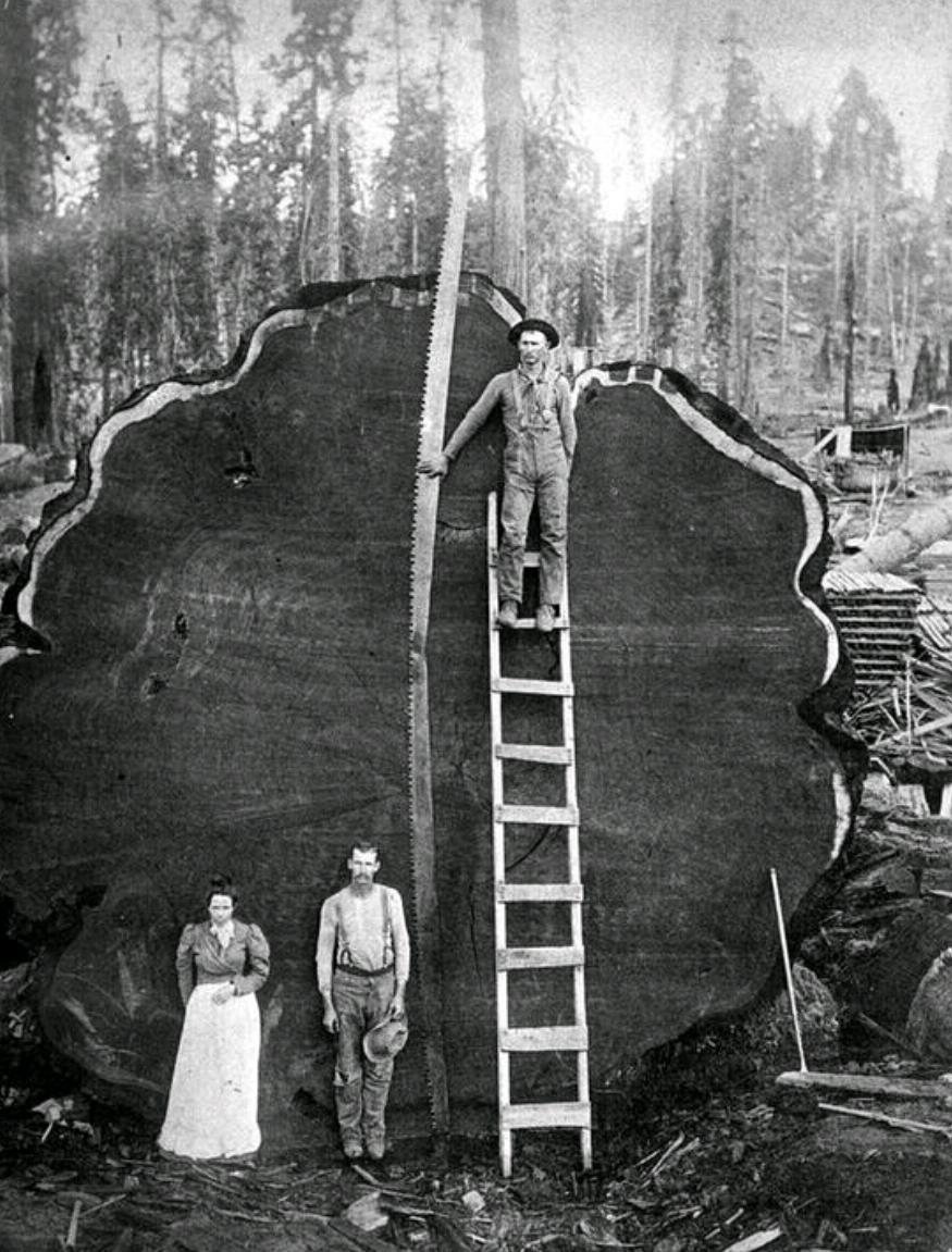 Lumberjacks and a HUGE tree, late 1800s r/OldSchoolCool