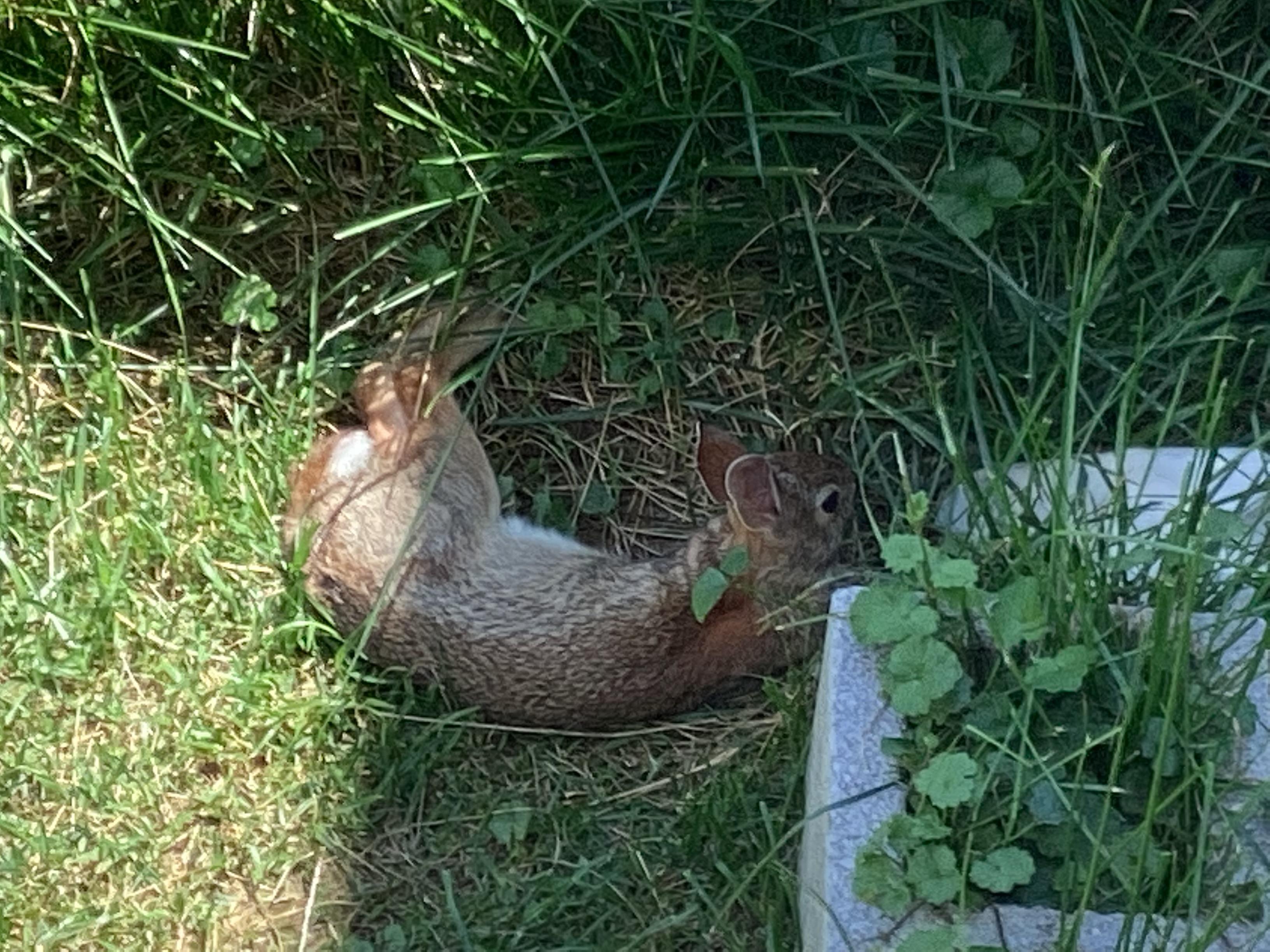 I have never seen a wild bun flop r/Rabbits
