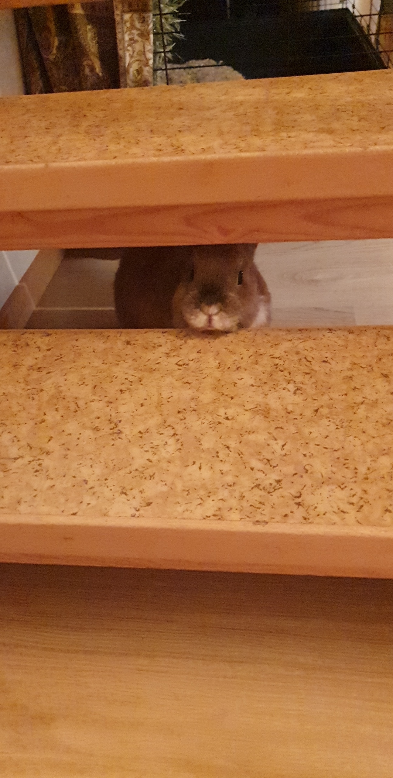 This is what I see every time I'm supposed to go upstairs, and the