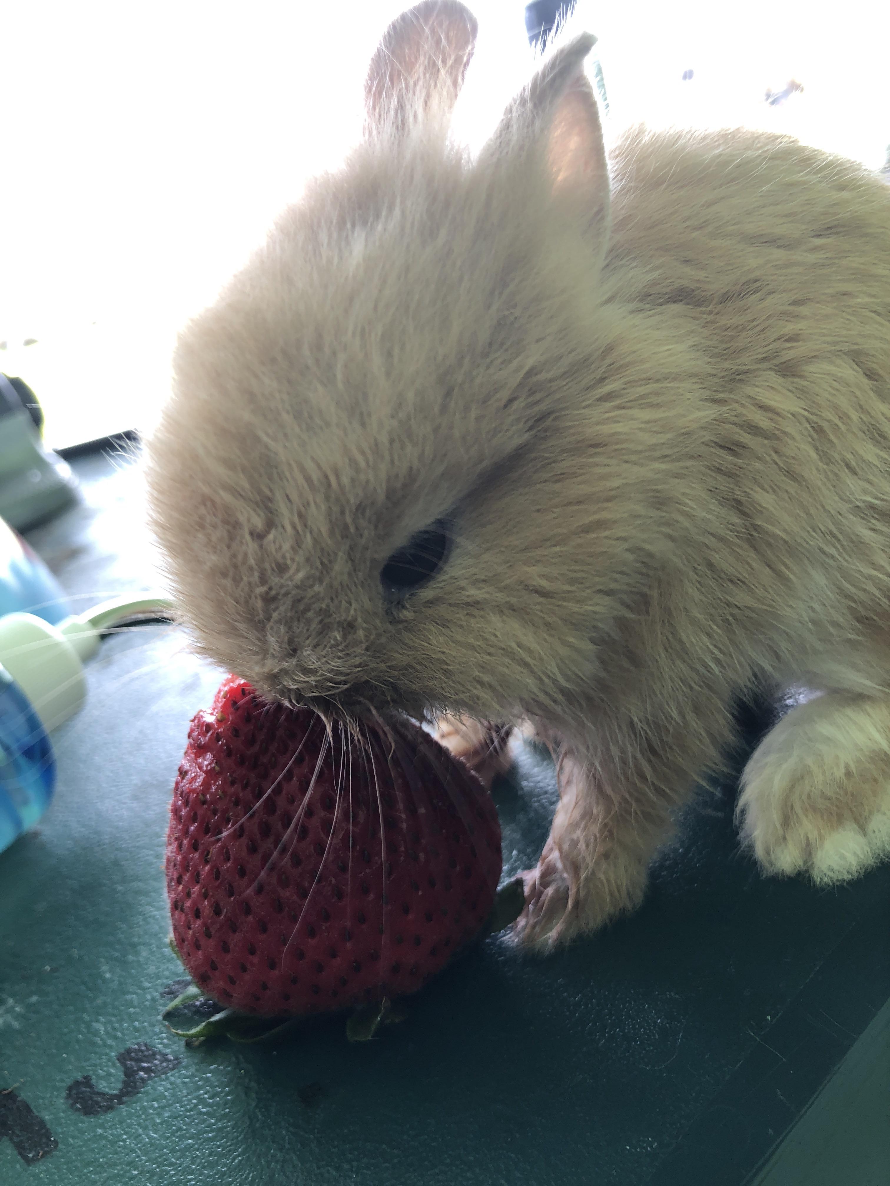 Her name is honey. She loves strawberries 🍓 r/Rabbits