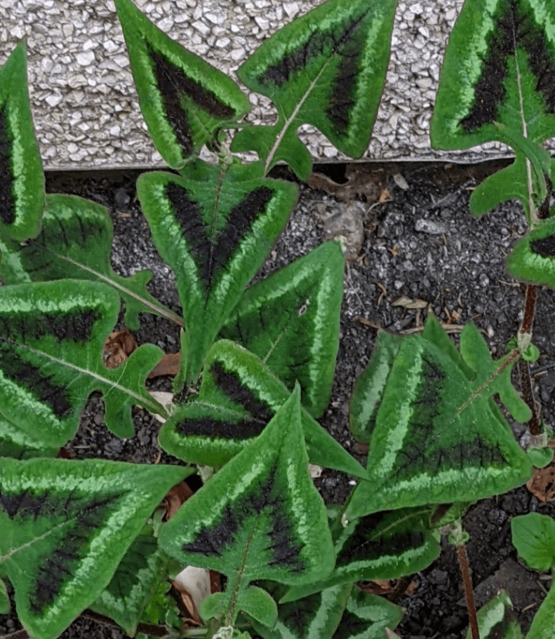 what is this triangularleaf plant? r/whatsthisplant