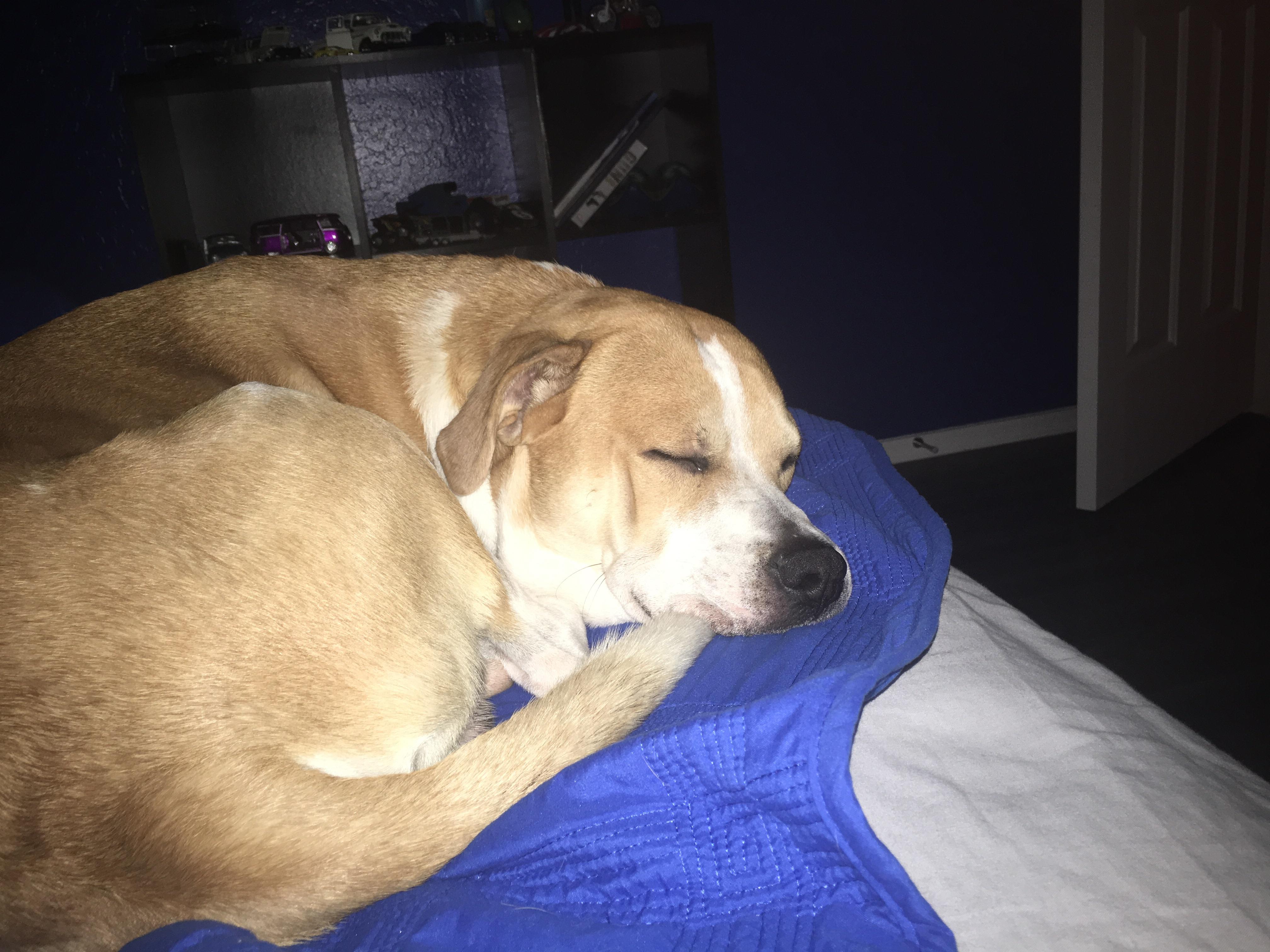 My dog has anxiety and usually sleeps with my dad. The tides have