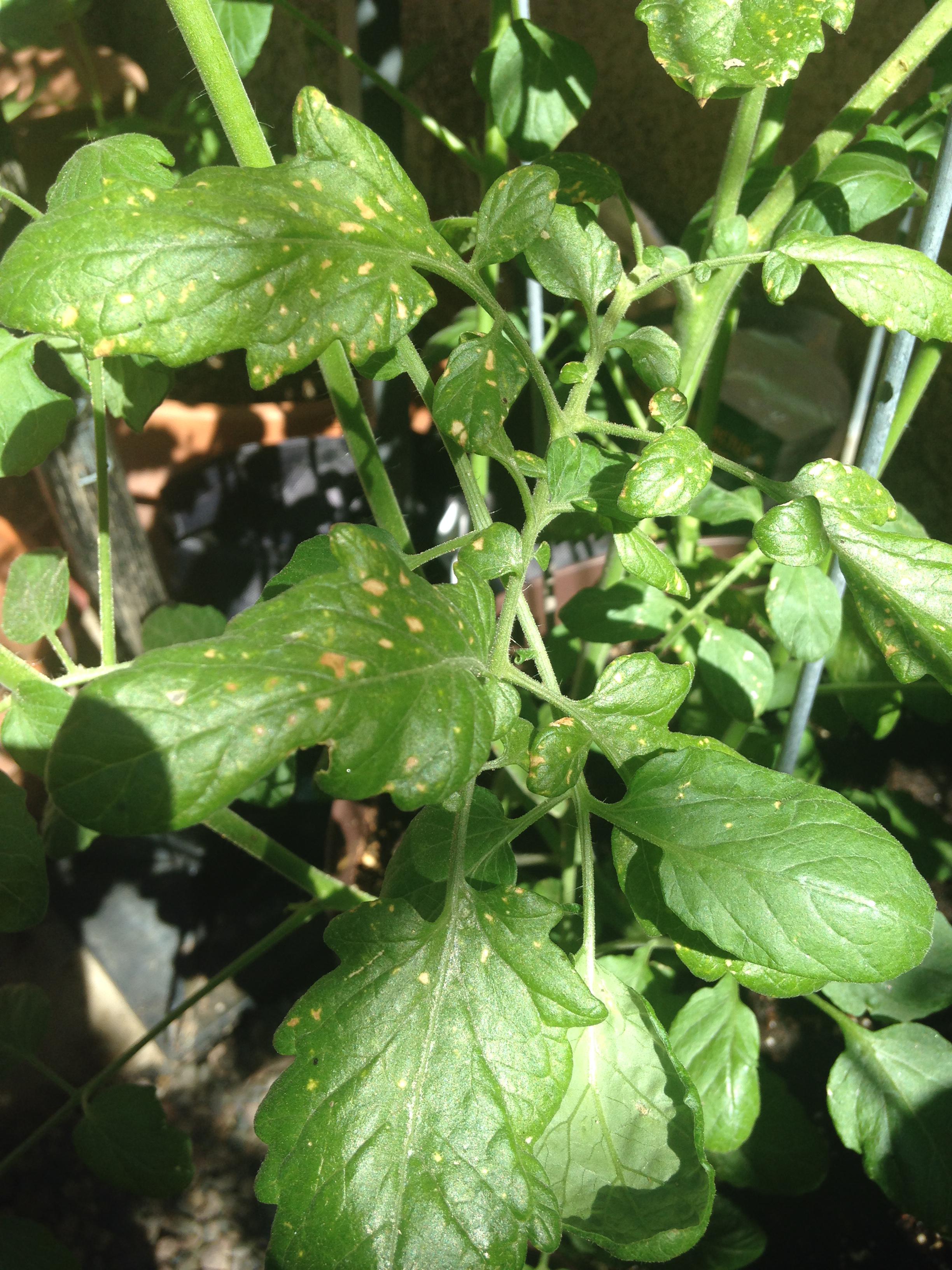 What's eating my plants?! (More info in comments) r/gardening