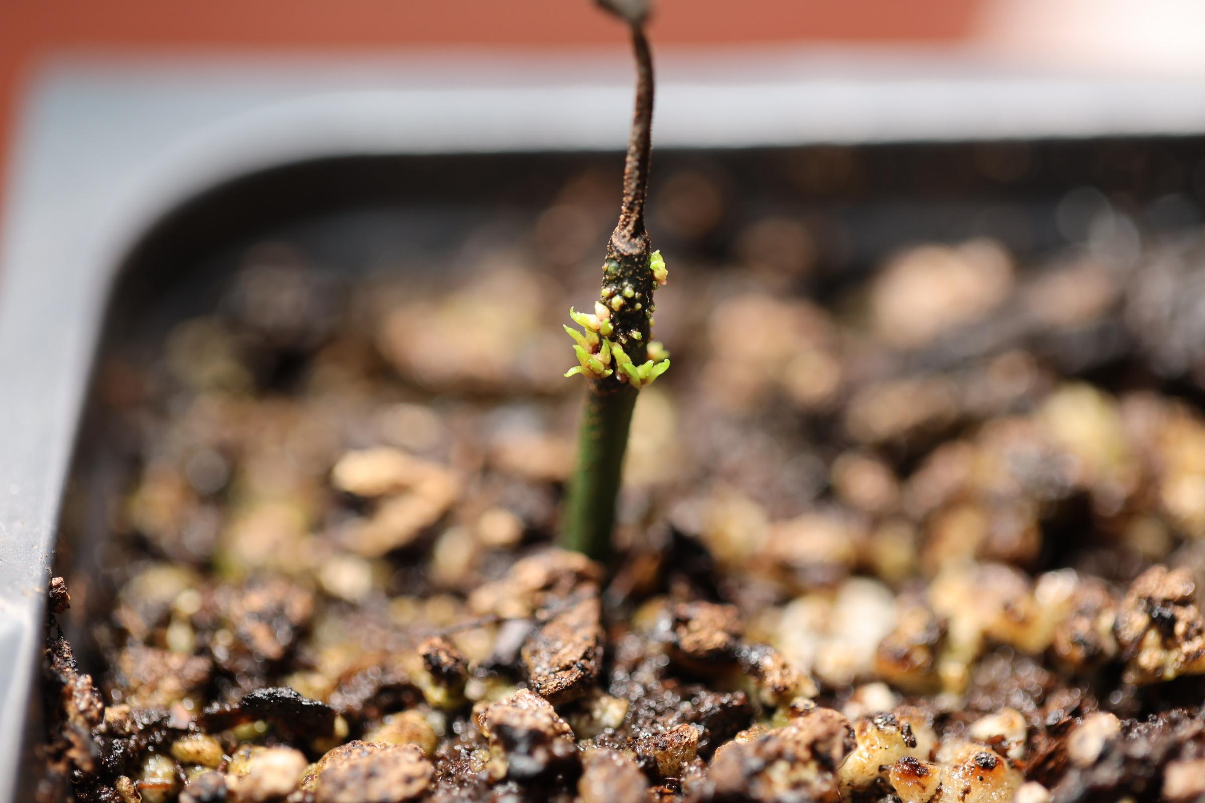 VFT flower stalk propagation is starting to grow plants after 3 months