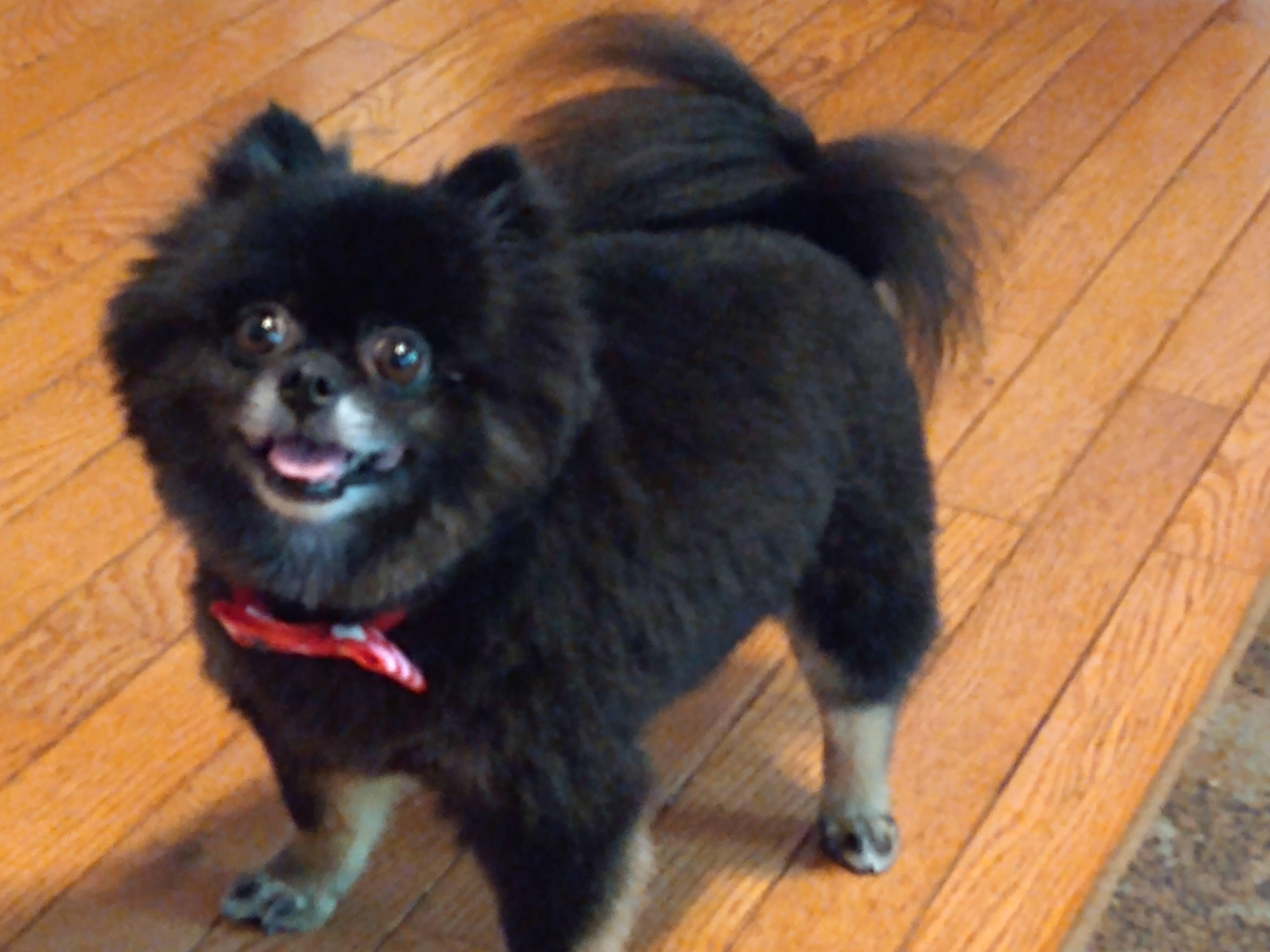 Her first time at the groomers. I like the new look and the bow tie 🎀
