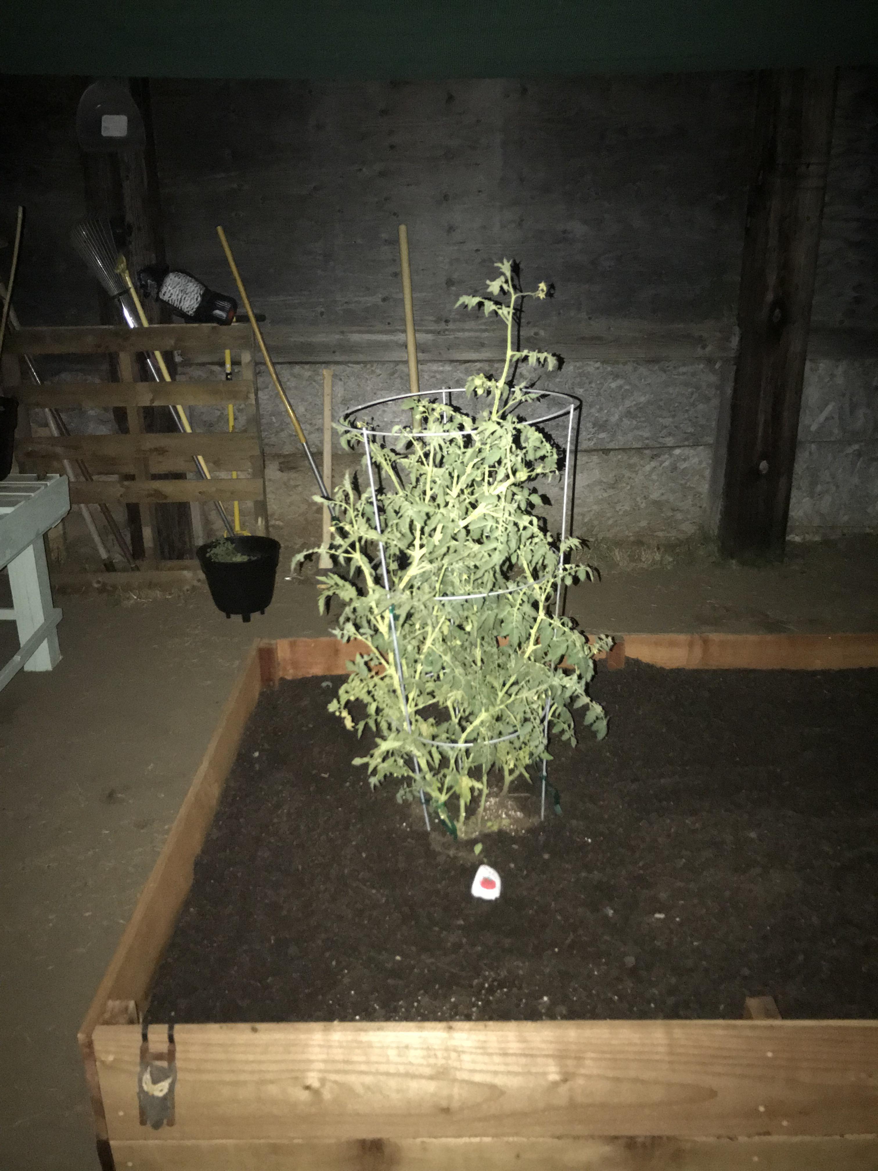 Cherry tomato recently planted in raised bed, placed correctly? Excuse