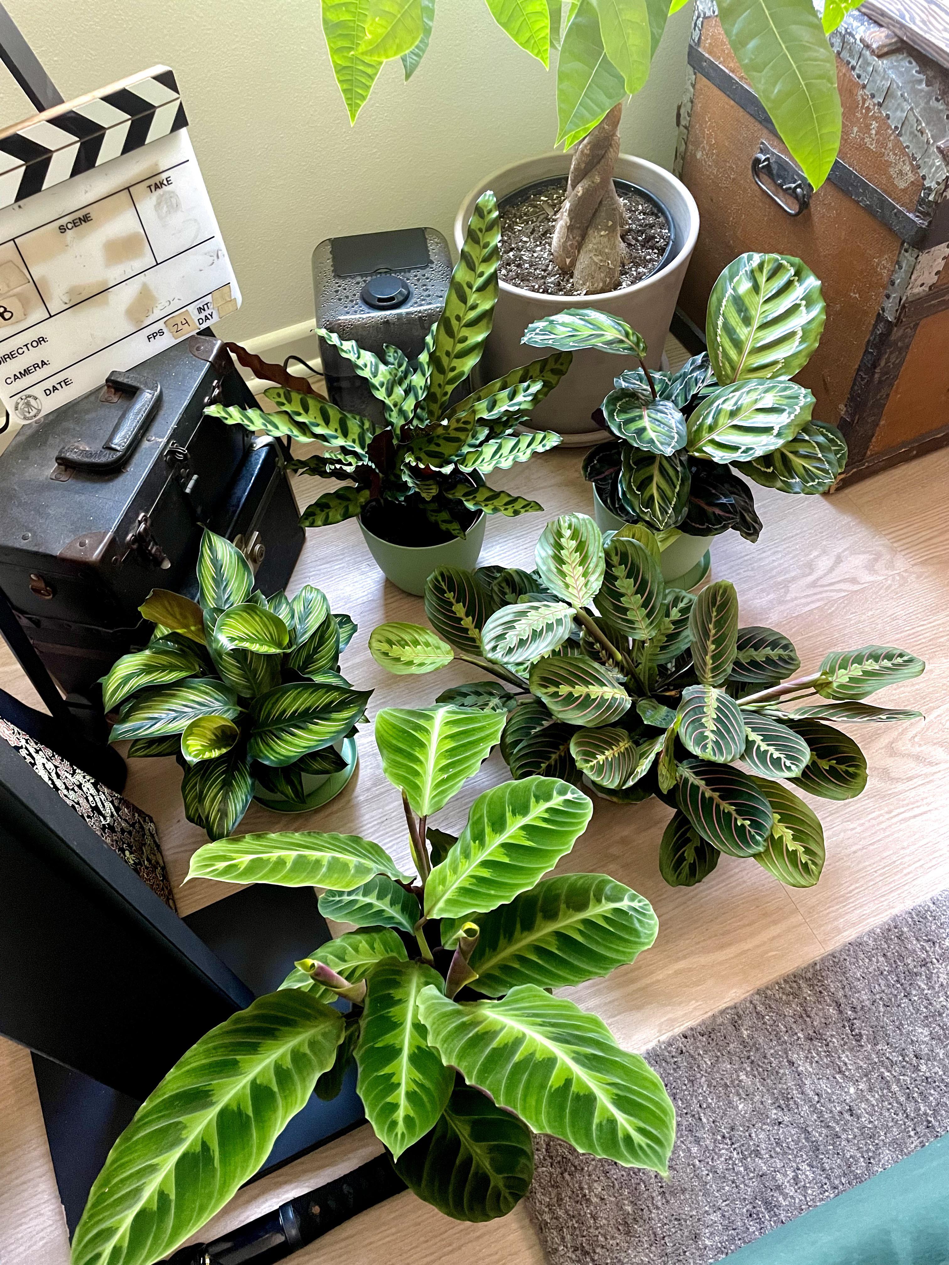 Humidifier + south facing window shaded by a big money tree = happy