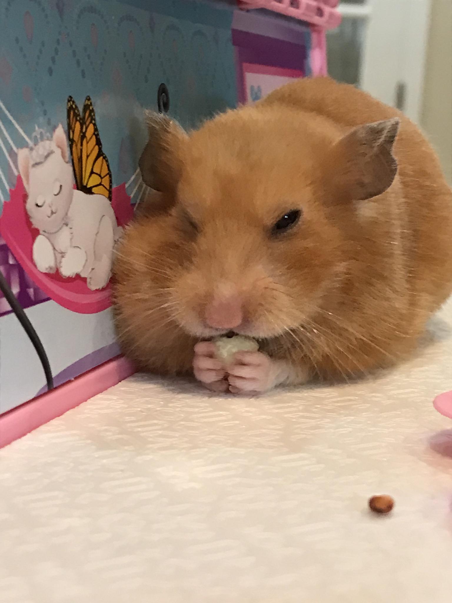 Ginger eating a sunflower seed r/hamsters