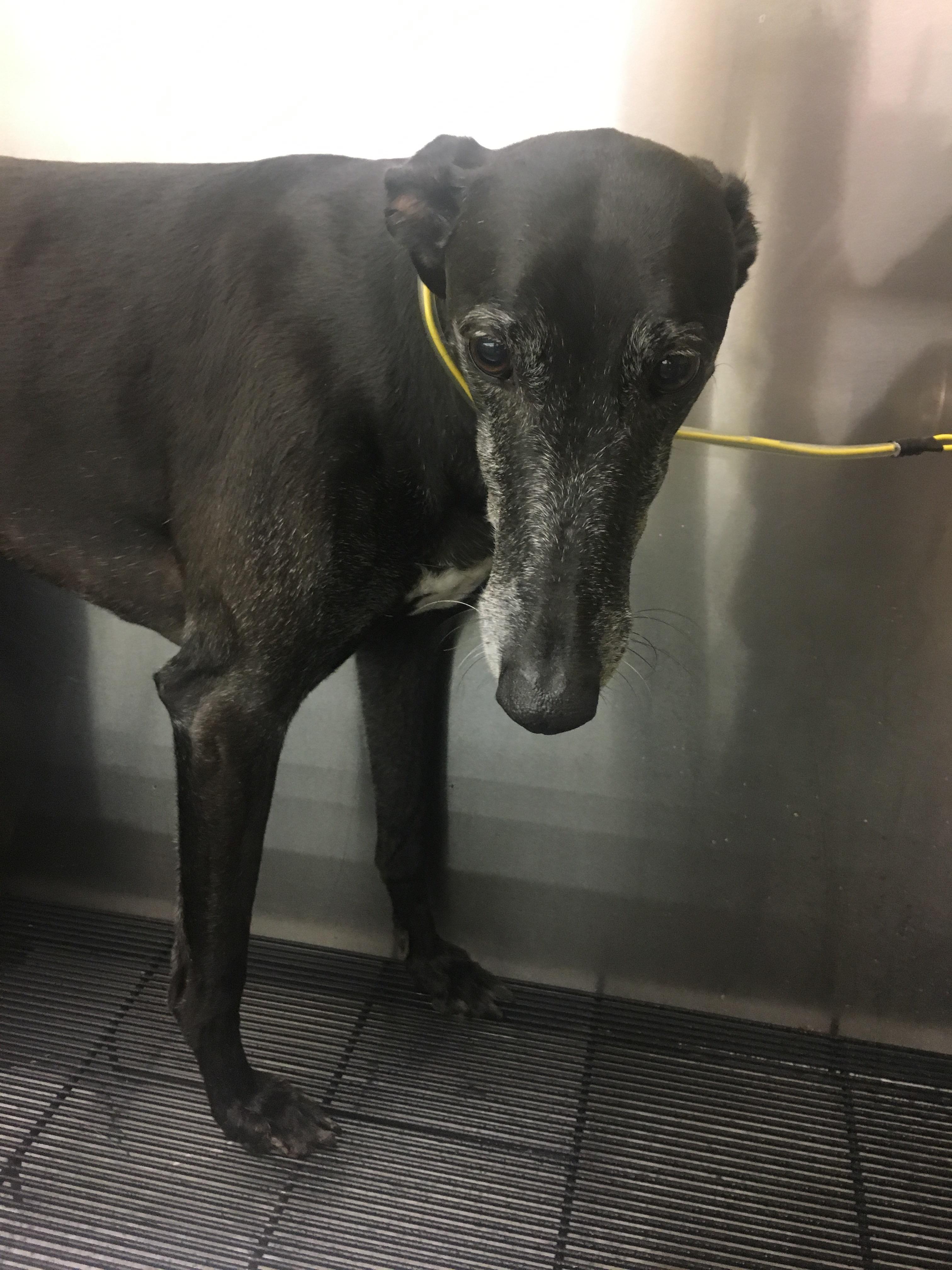 Dad, you’re getting the Stink Eye the rest of the day. r/Greyhounds