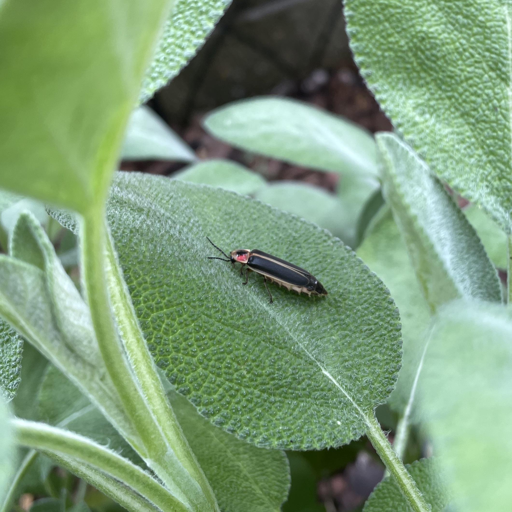 Has anyone else noticed more lightning bugs this year? I’m in Allegheny