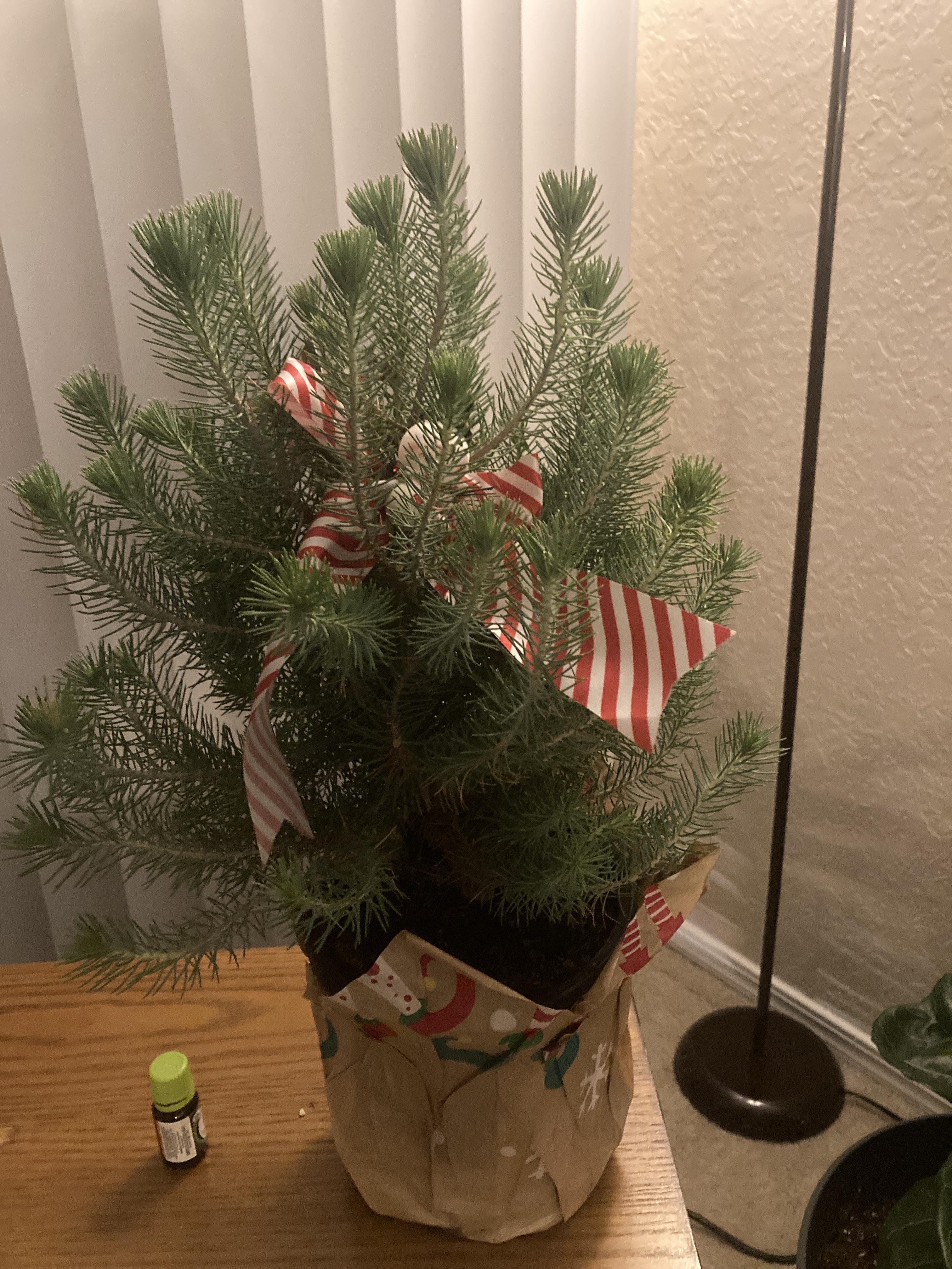 Italian Stone Pine Christmas Tree Why do the pinus pinea (Italian stone pine) that are grown as table top