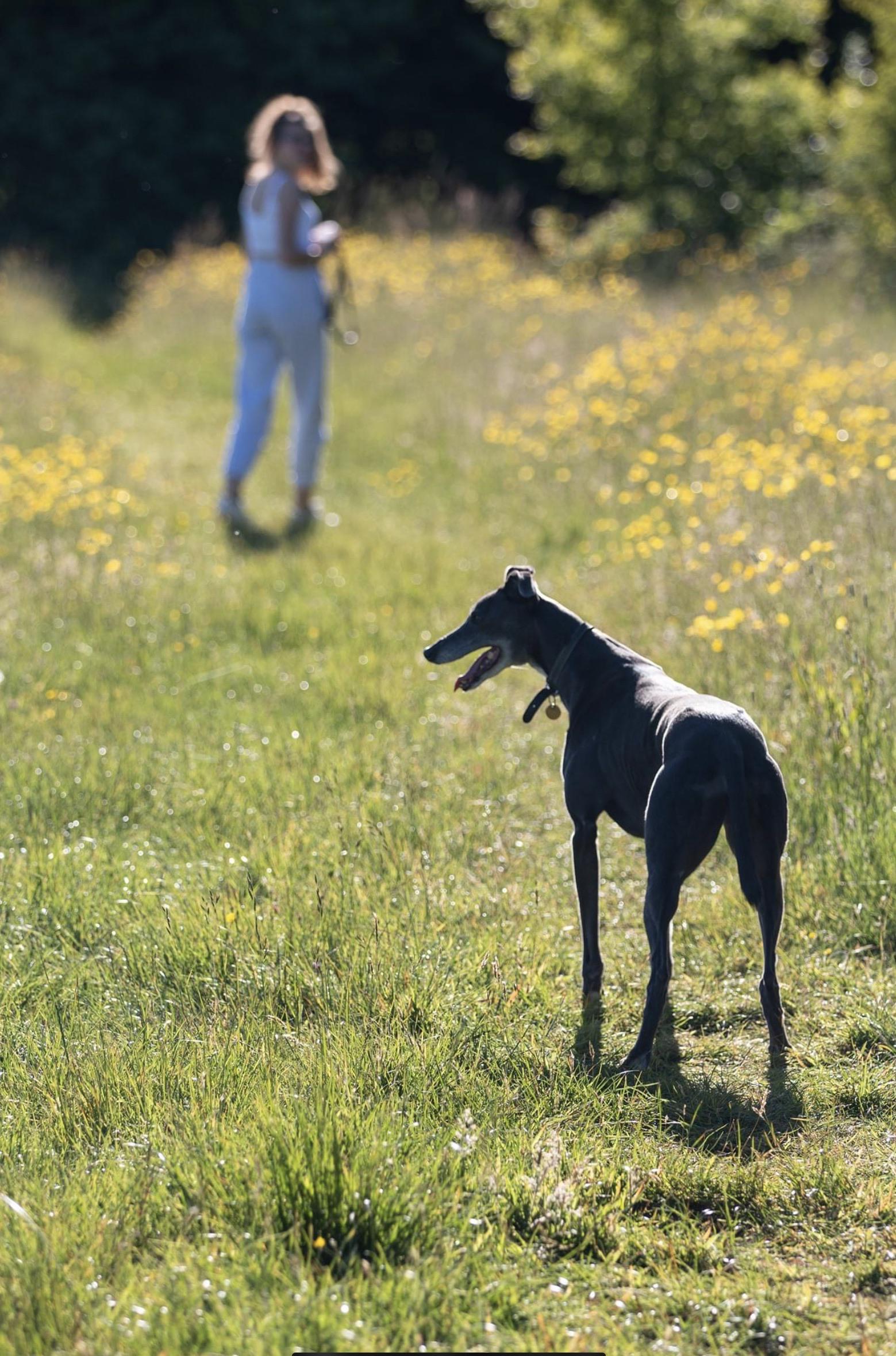After four years, we are finally able to let our hound off the lead in parks and be 75