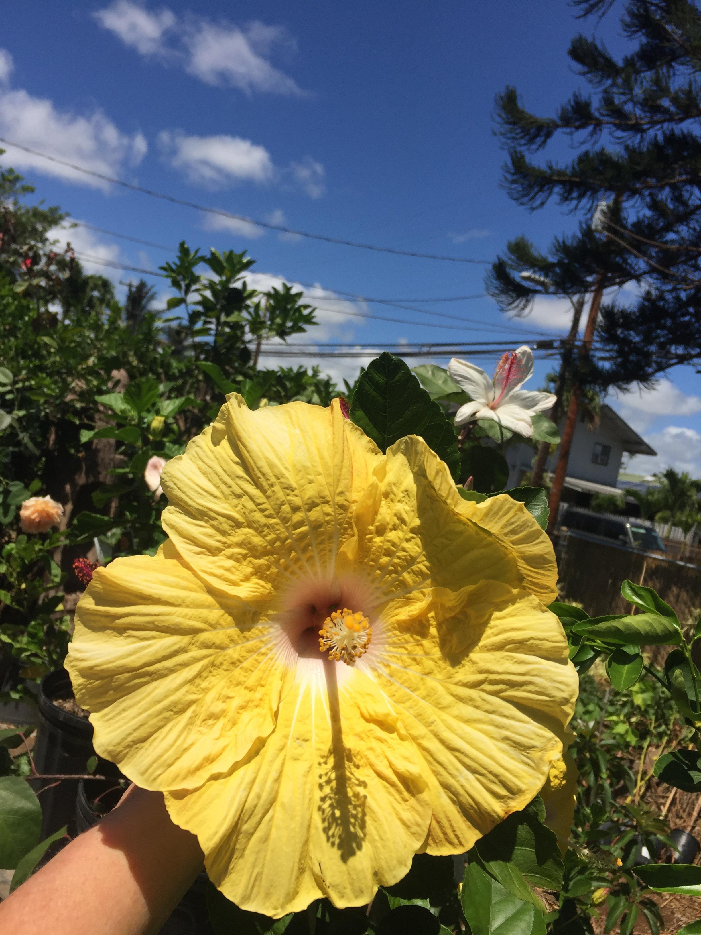 THIS HIBISCUS' CENTER IS BLUSH! r/flowers