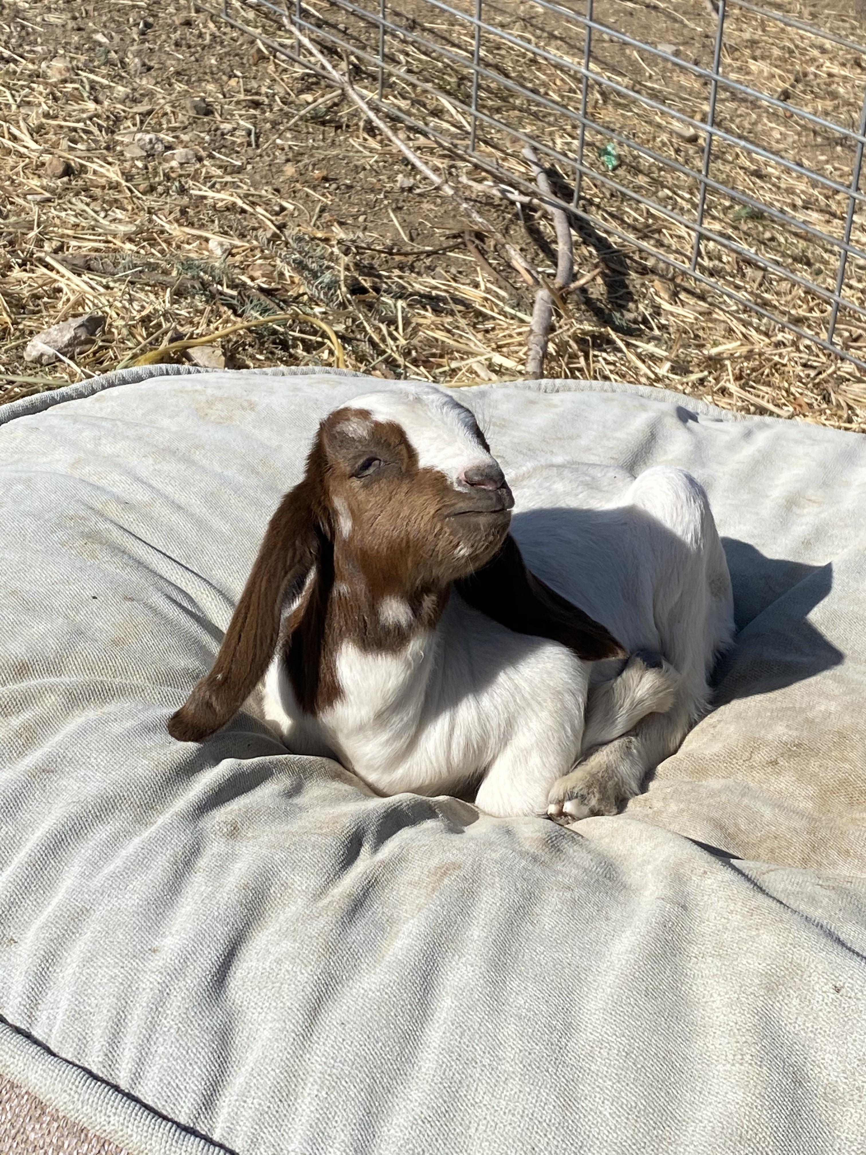 Met the cutest little baby goat today! It’s one of many in used in