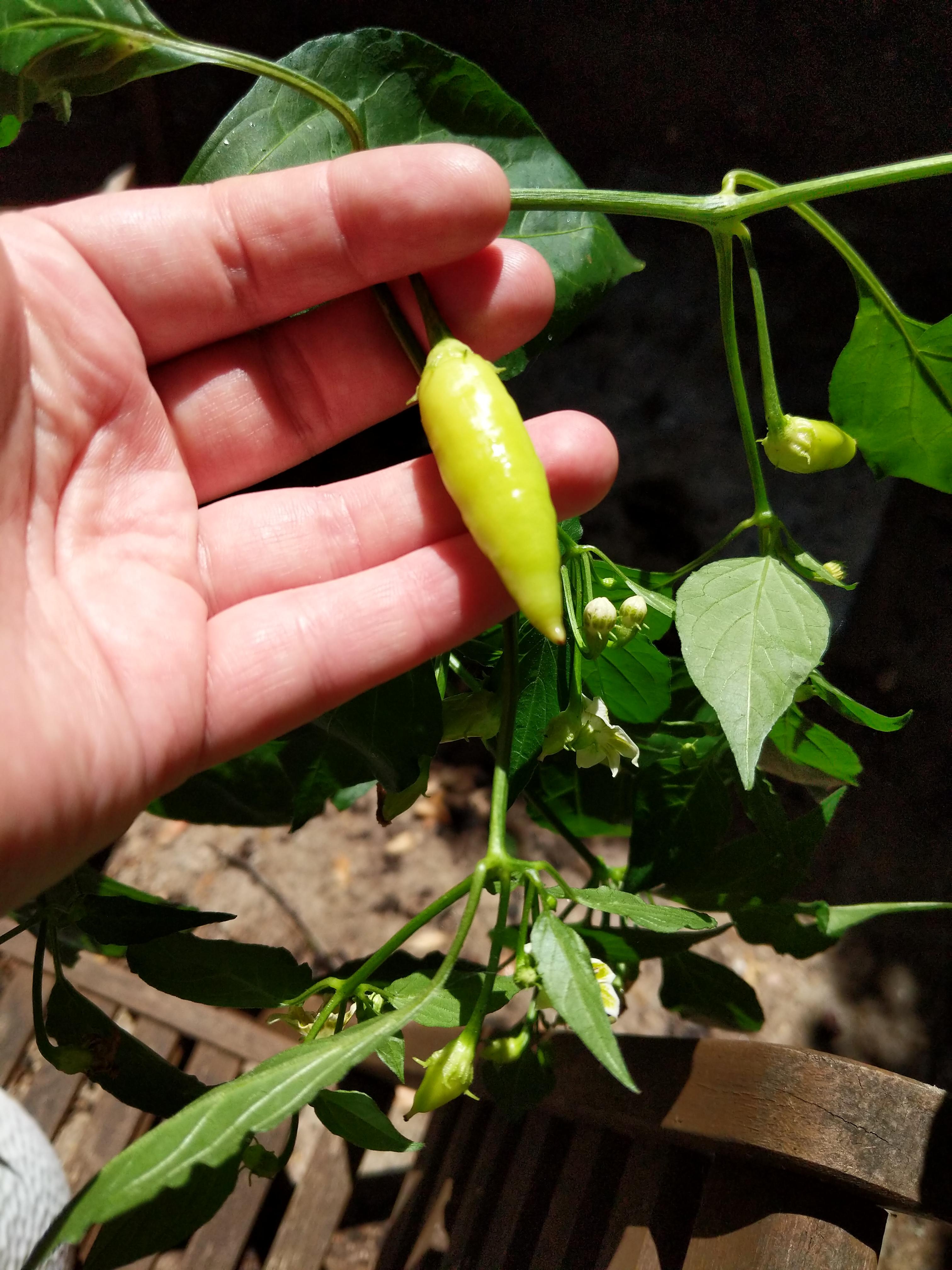 Any help identifying this chili species would be greatly appreciated. 100 not the mini Thai red