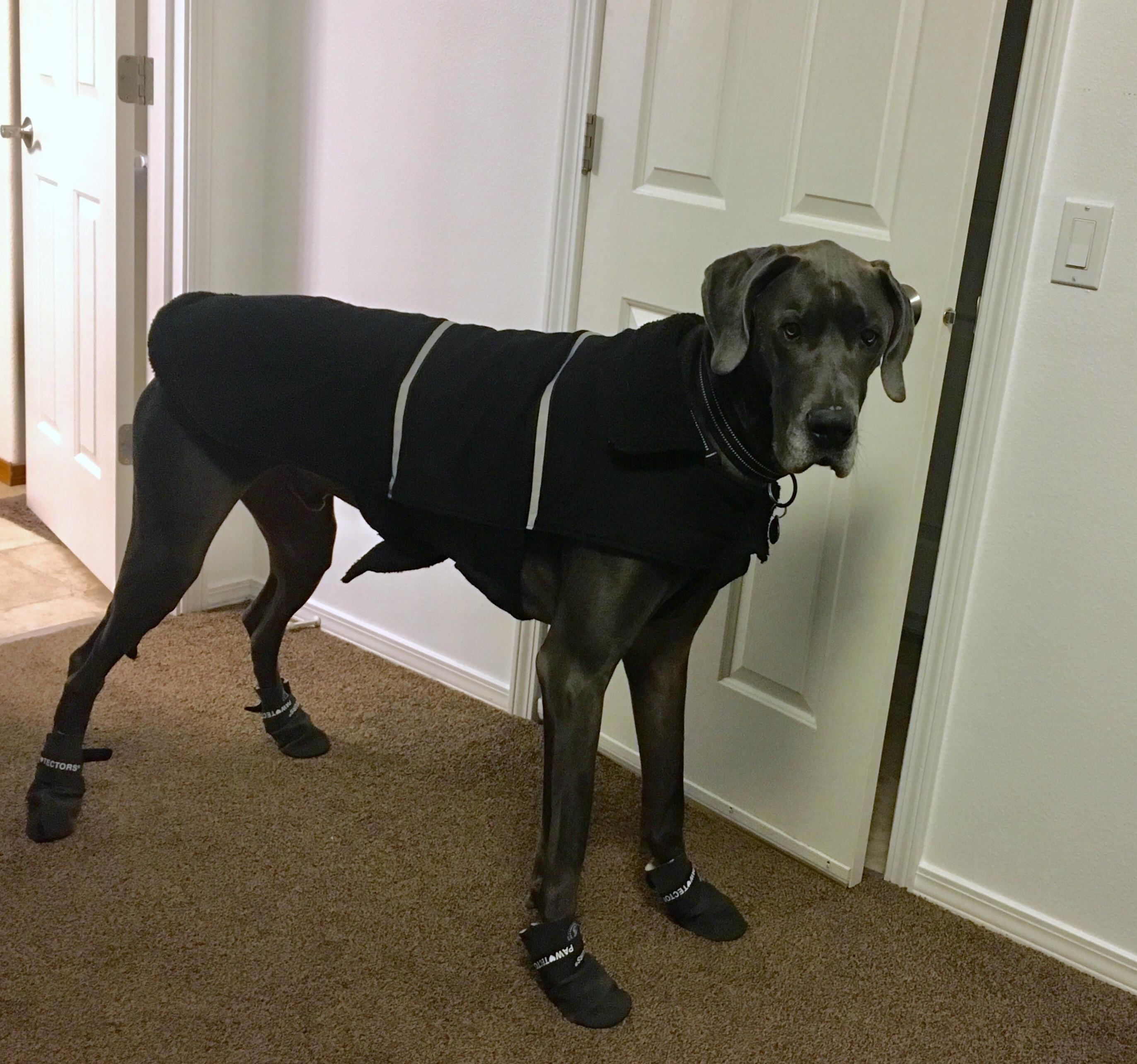 I’m looking for new booties and a coat for Debo. What do Dane owners