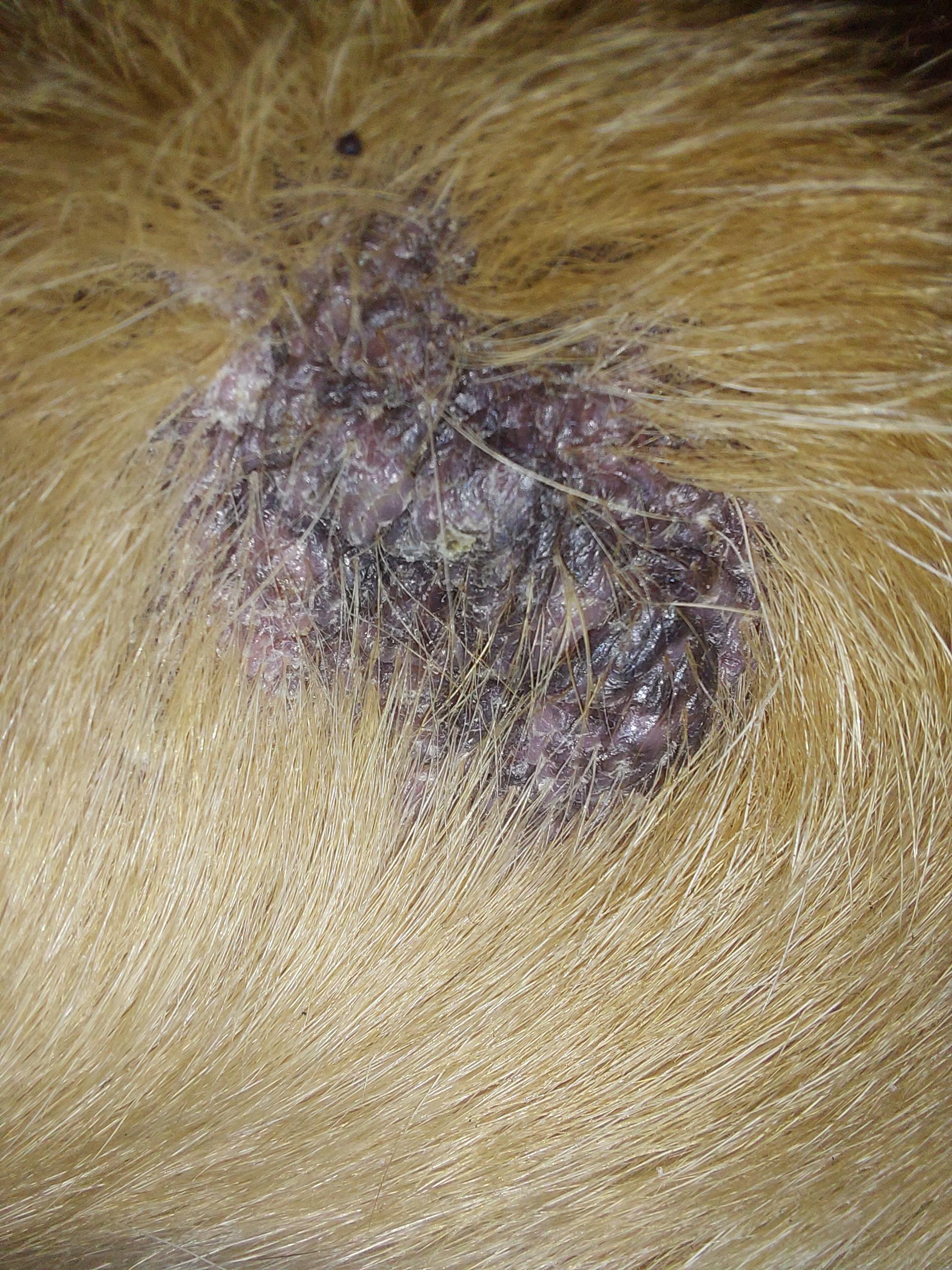 I found a hairless patch on my dogs leg. r/vet