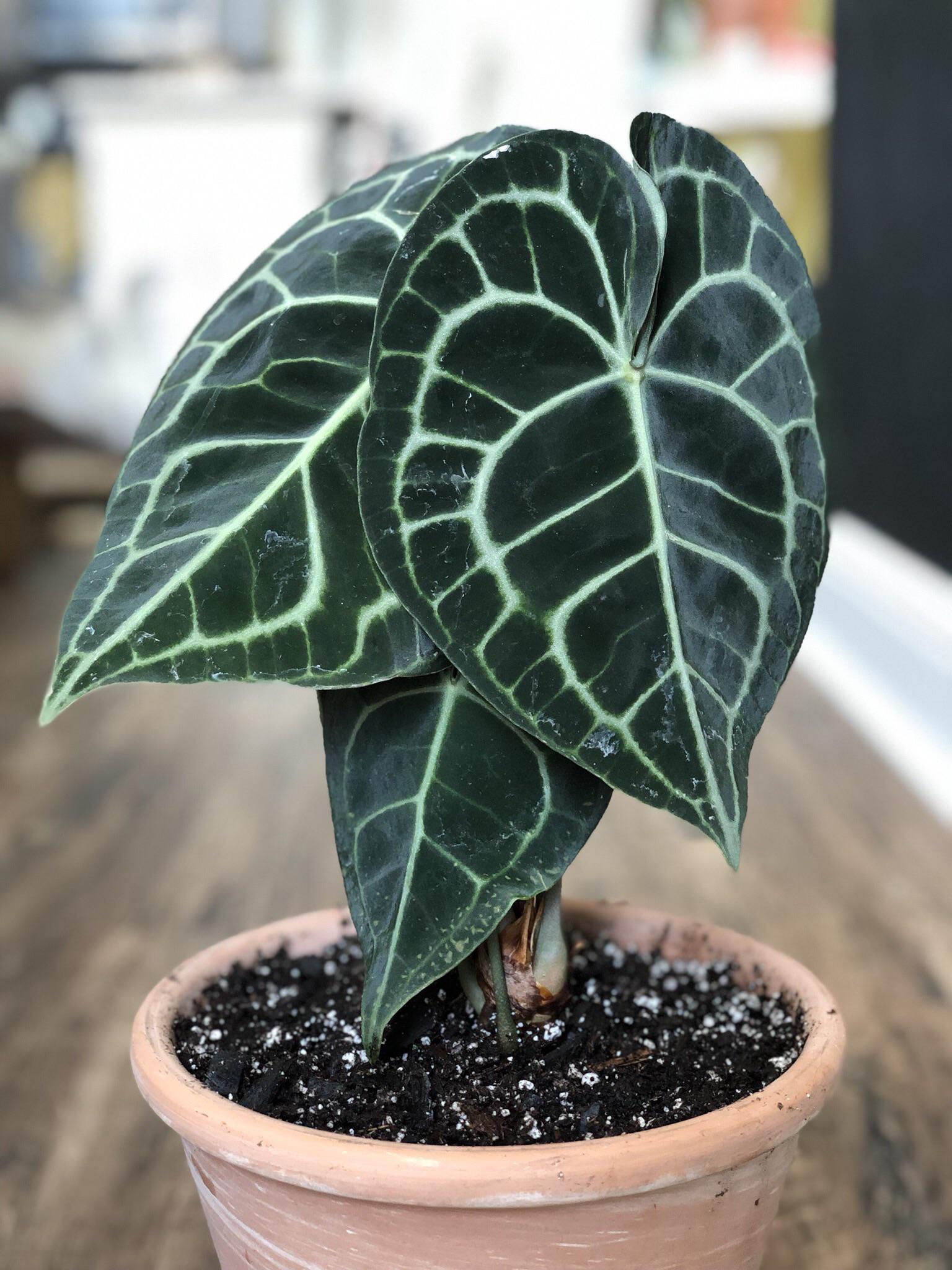 My new anthurium clarinervium. So much velvety goodness