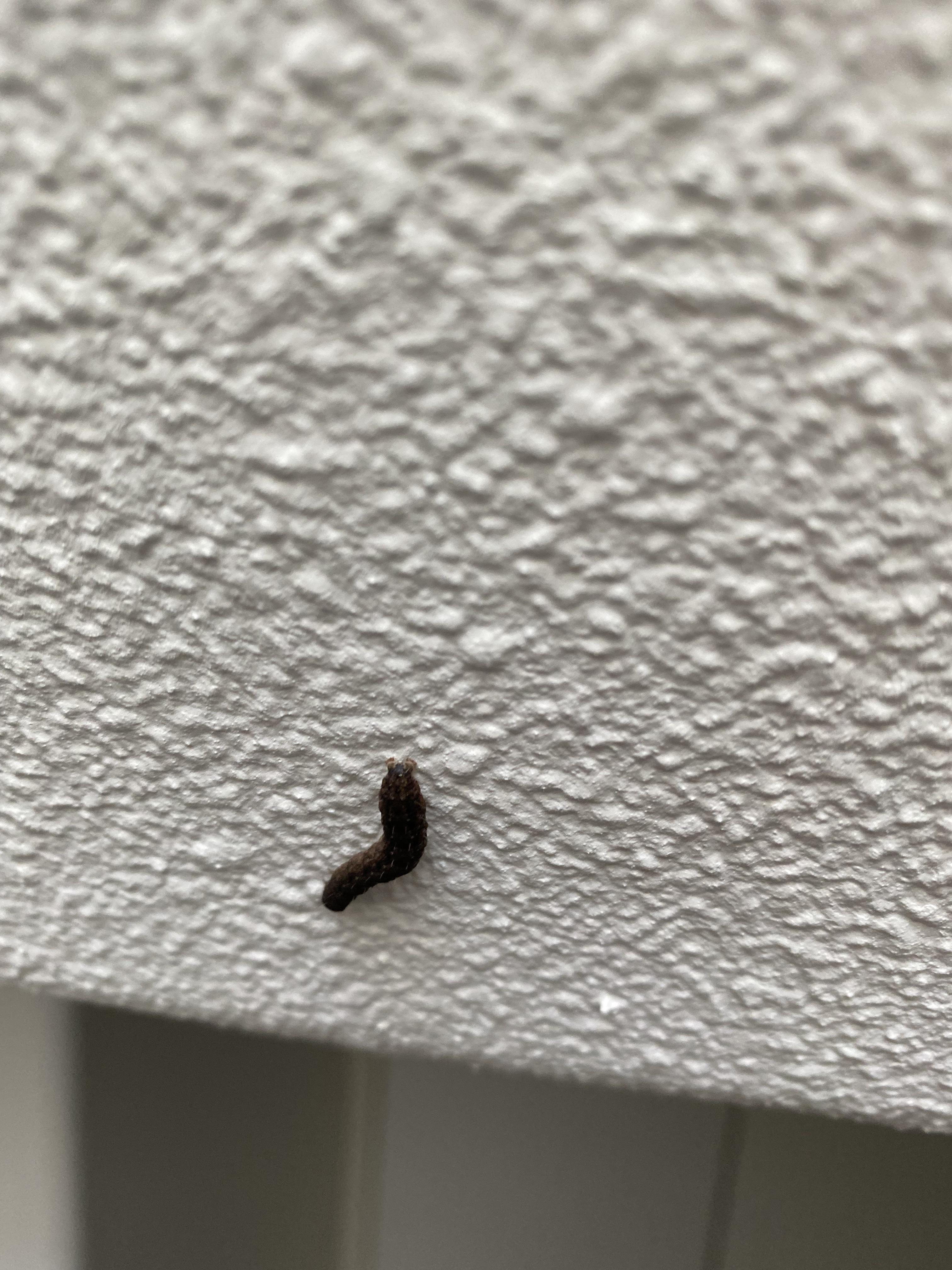 Will it eat my clothes? r/whatisthisbug