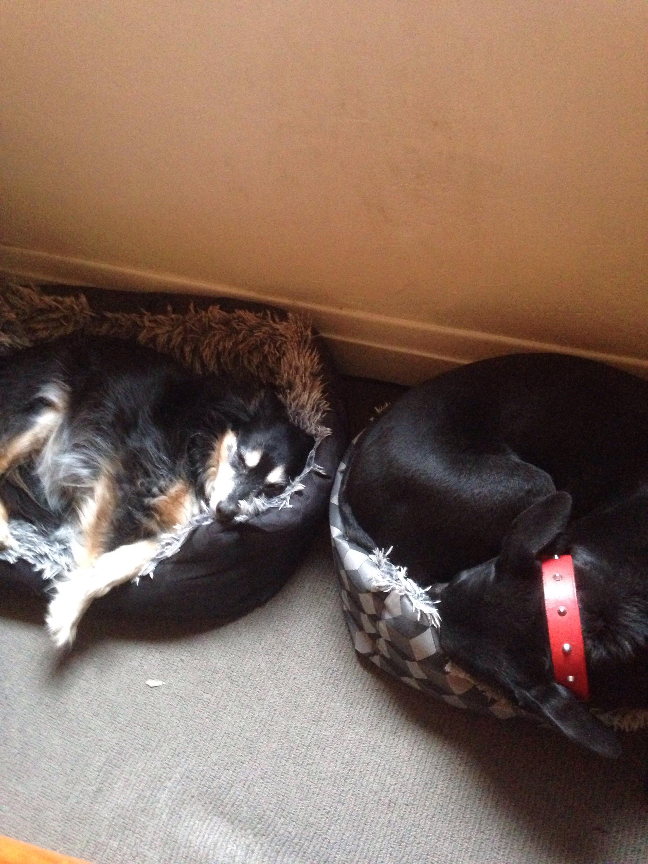 My small dog likes to sleep in the big bed, and my big dog likes to sleep in the small bed. r/aww