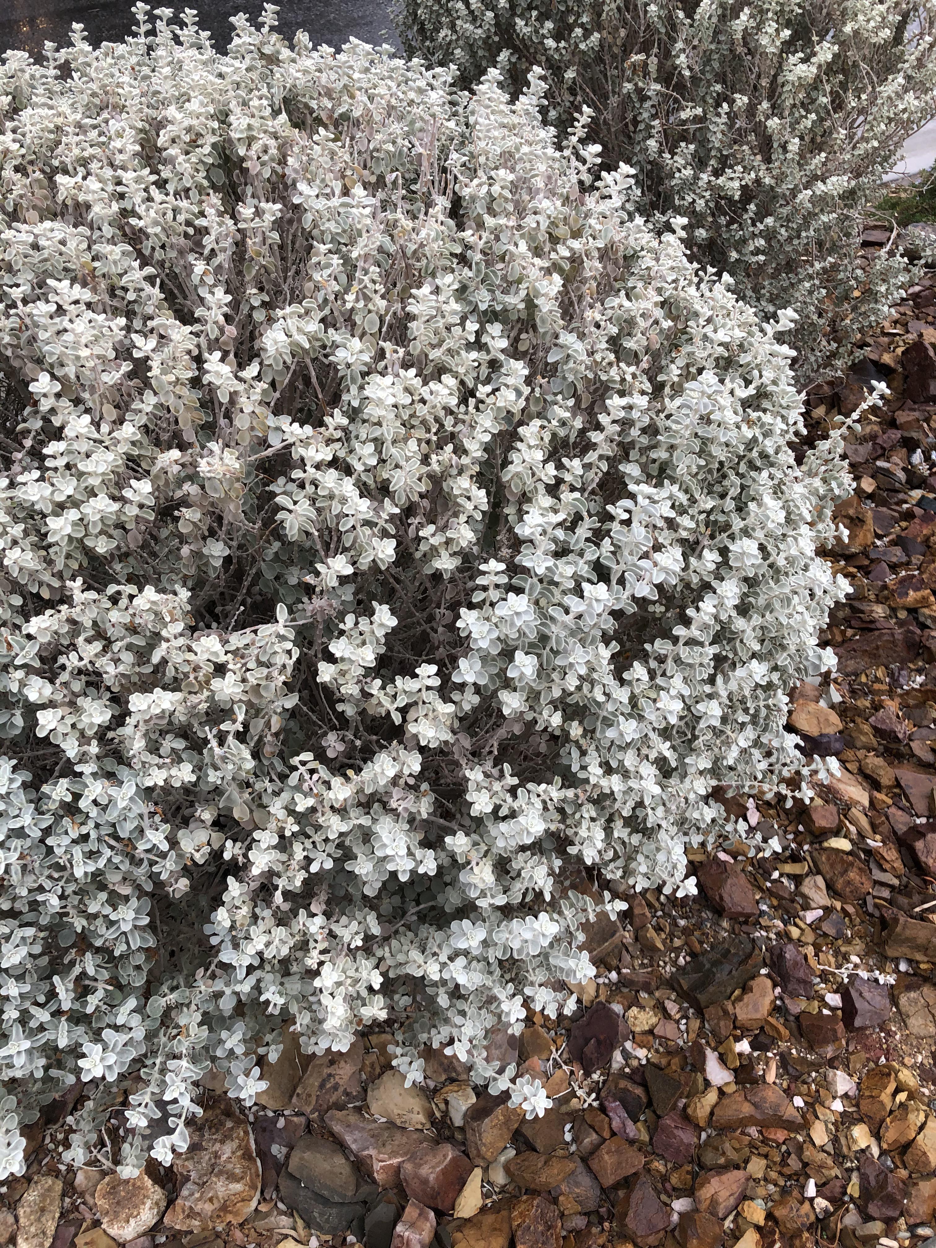 Does anyone know what kind of plant this is? Seen in Las Vegas, NV. r