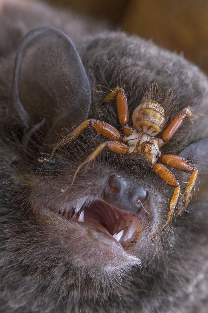 A Parasitic Bat Fly attached to the face of a Long Wing Bat. r