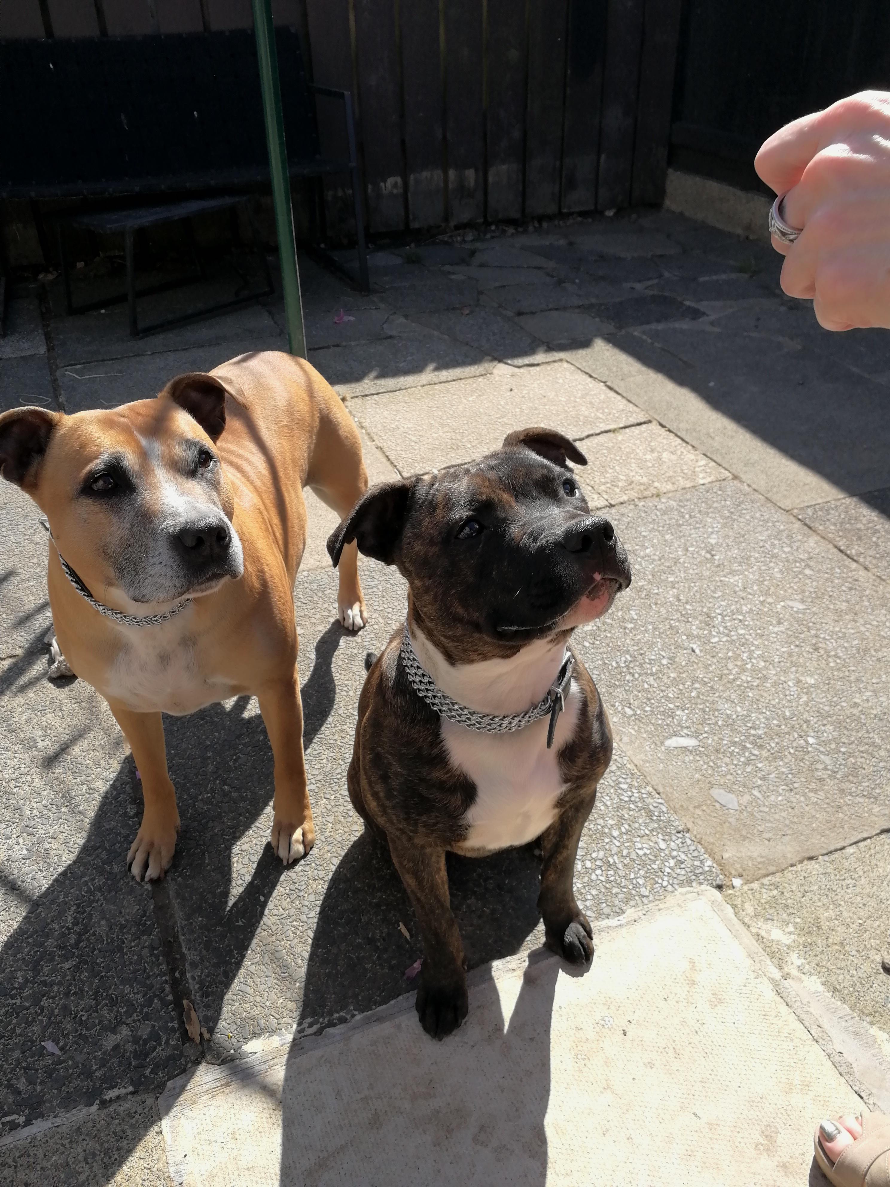 A pittie and a staffy, best of friends r/pitbulls