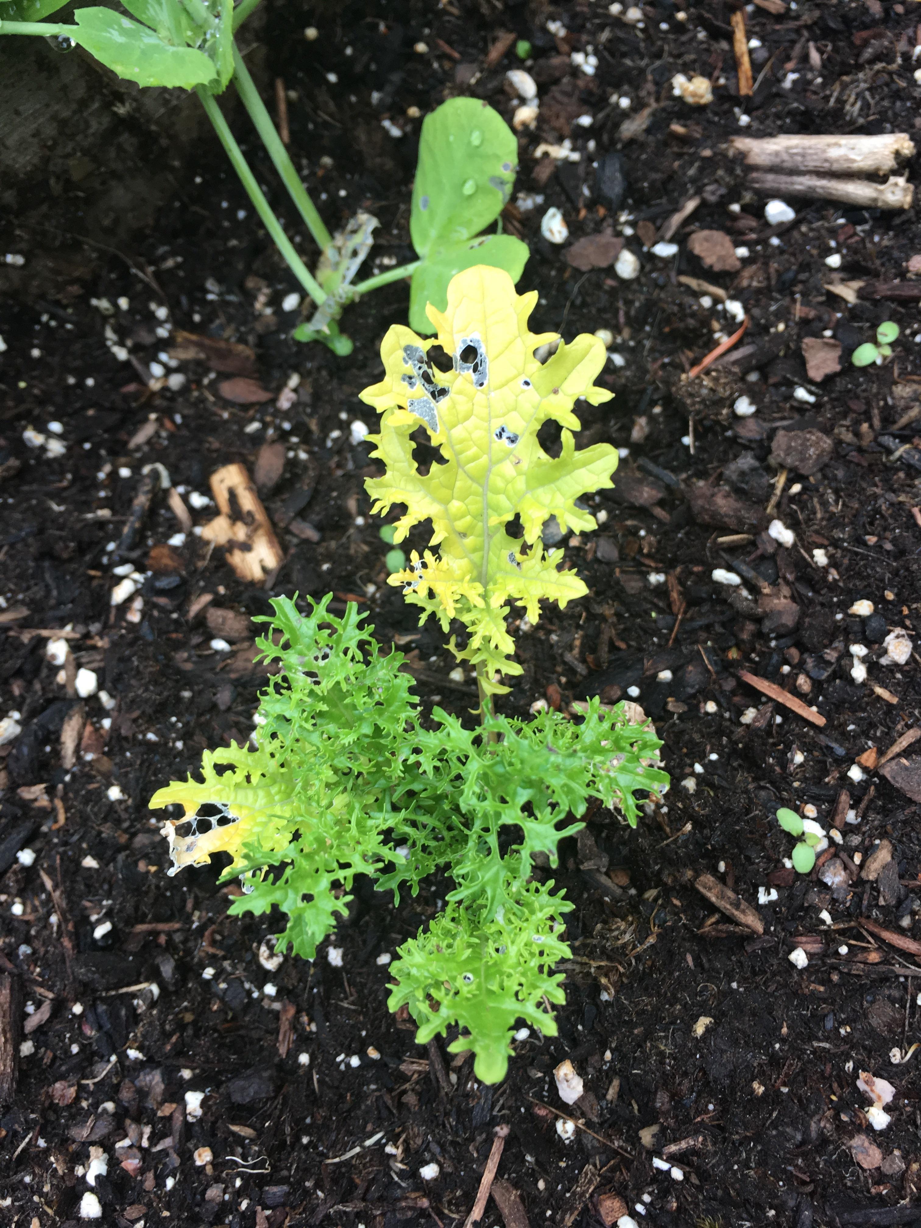 What is eating my mustard greens? r/gardening