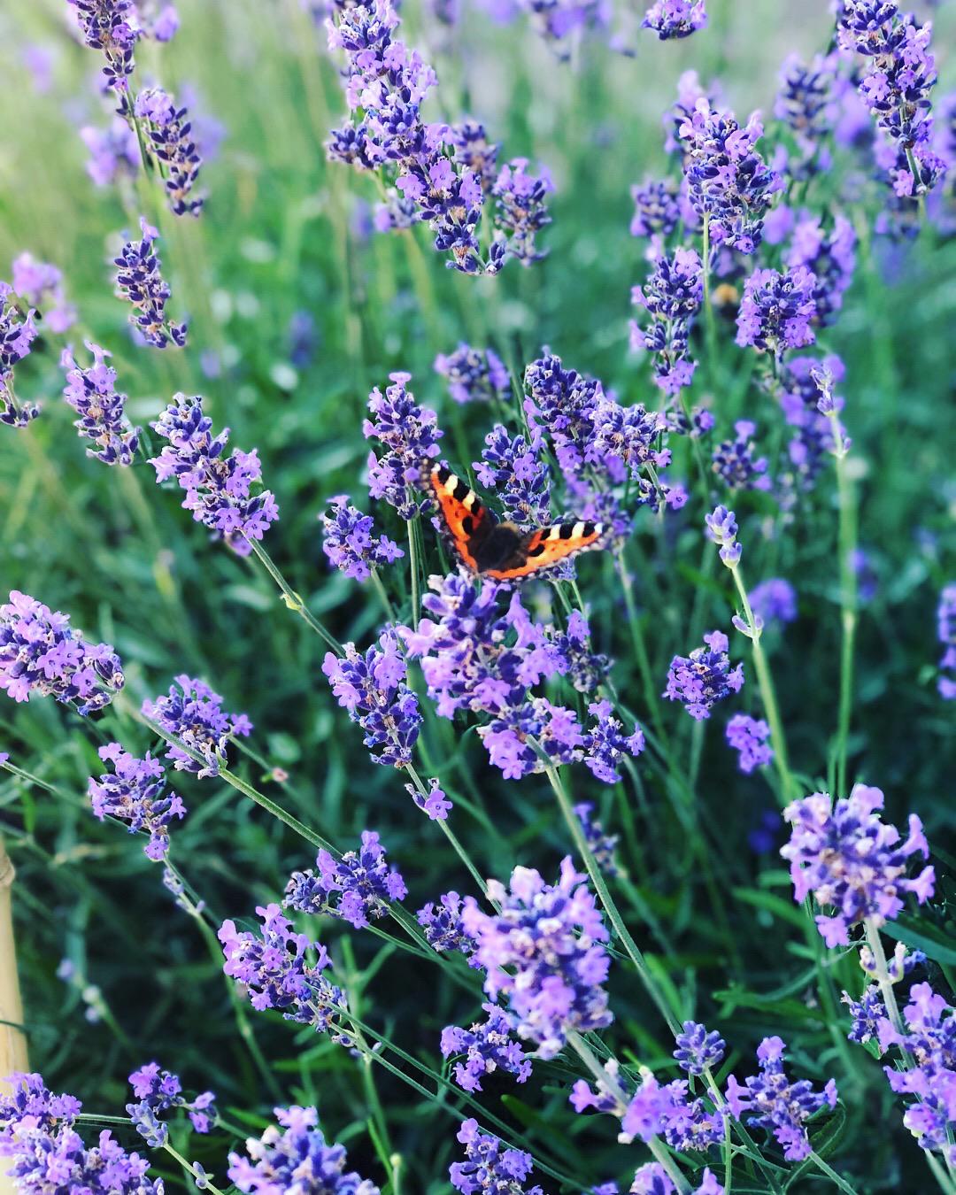 🔥 Butterfly & lavender 🔥 r/NatureIsFuckingLit
