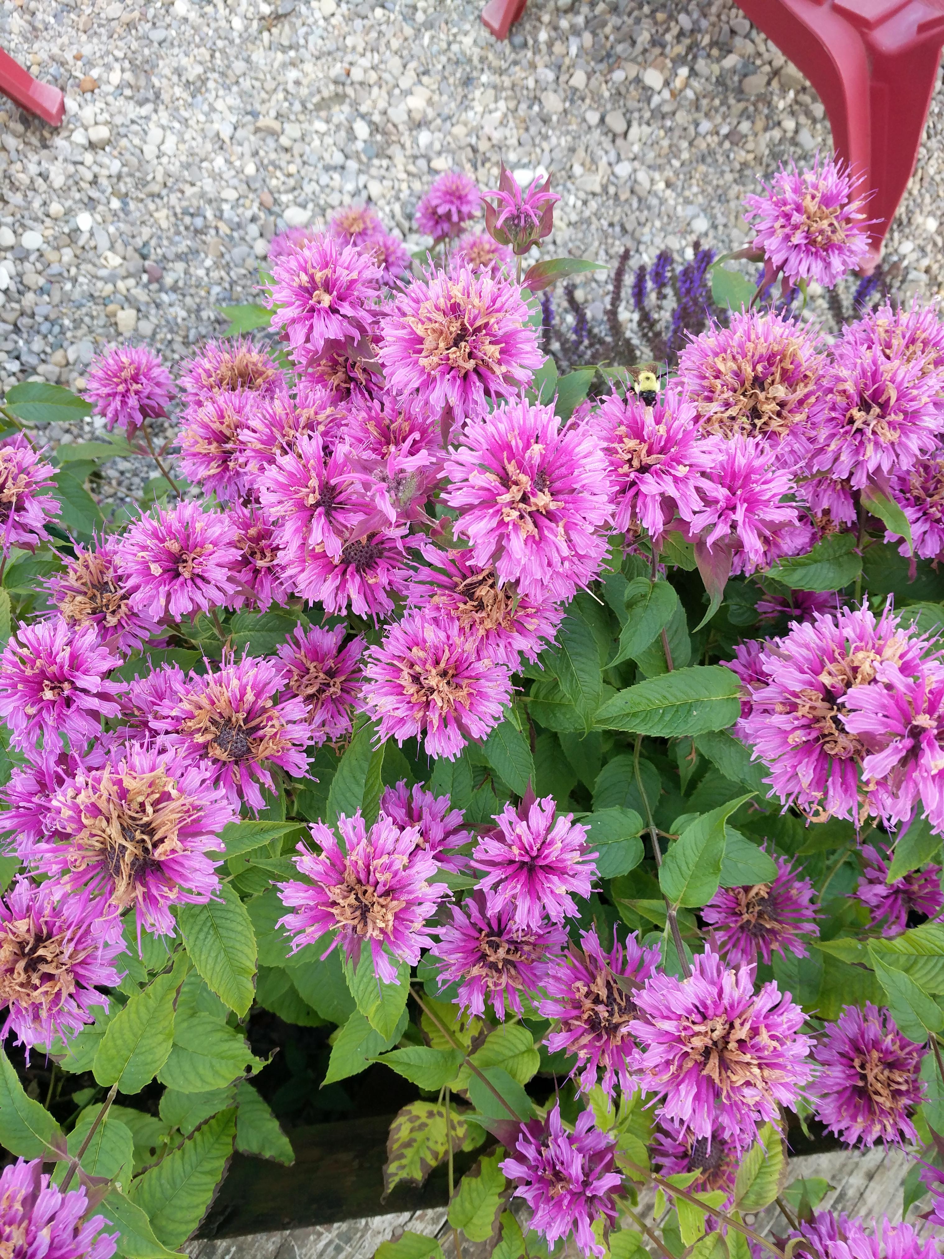 When to deadhead bee balm? r/gardening