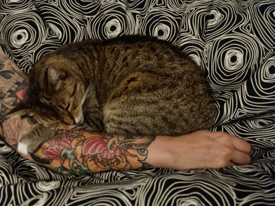Best pillow ever r/cats