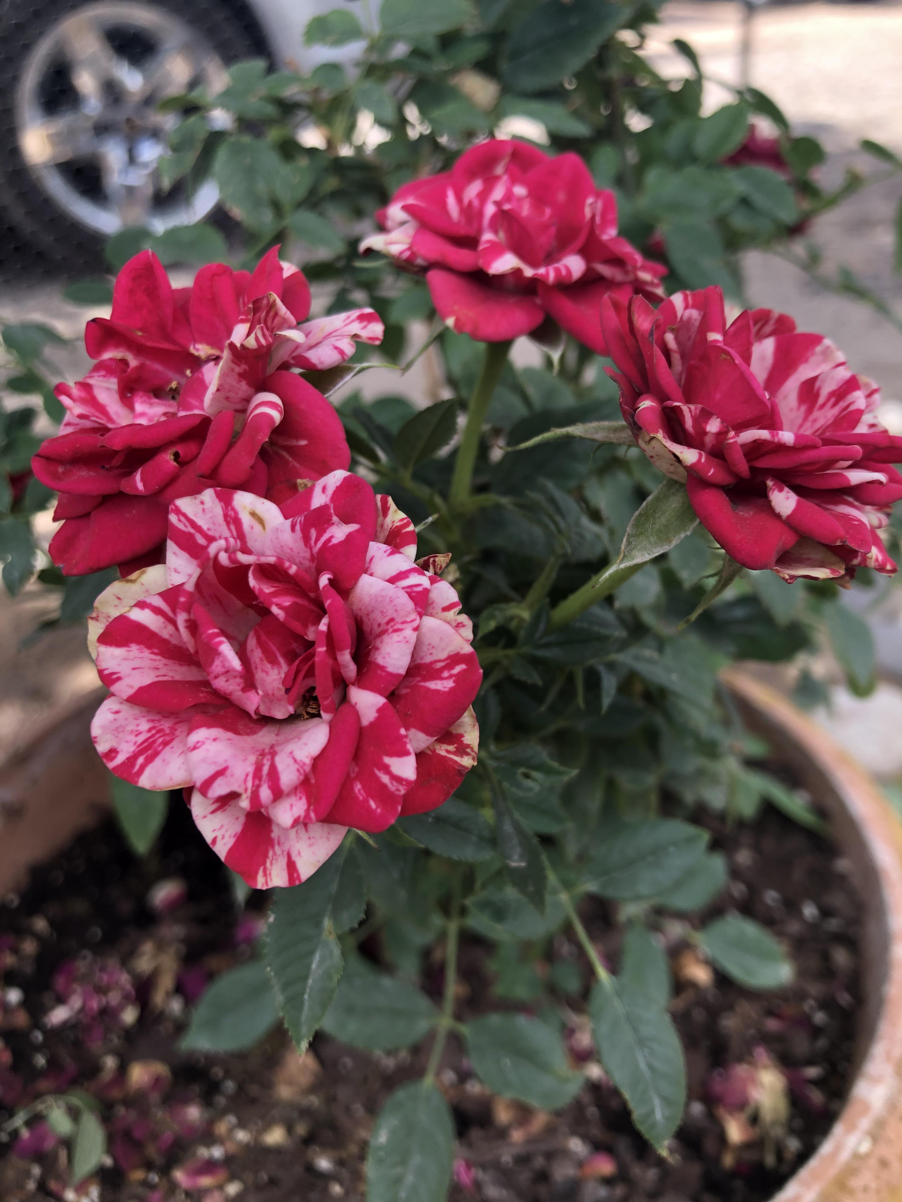 Candy cane rose bush r/homestead