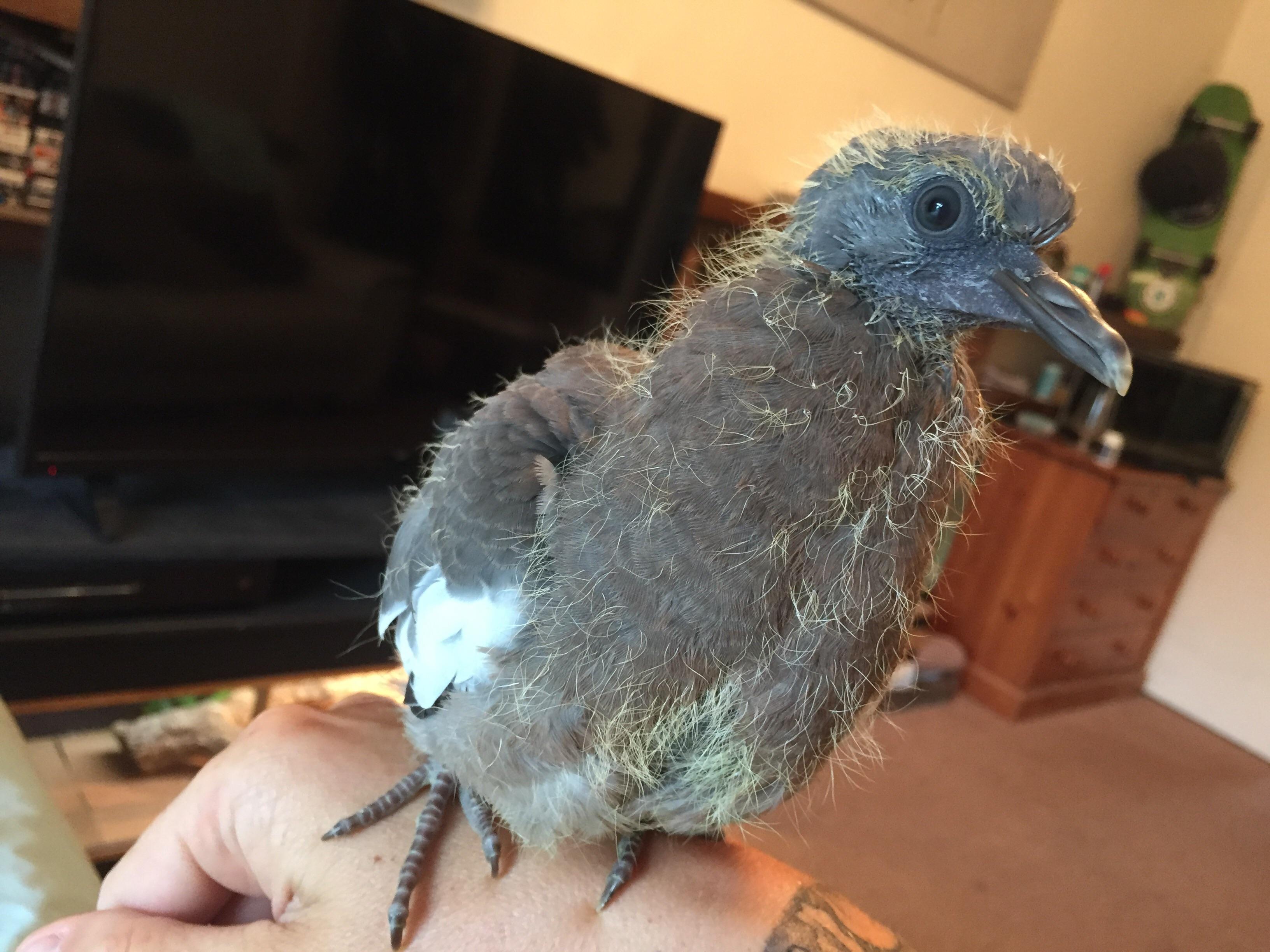 This is my new bestie Eric. He’s a baby wood pigeon. He has no parents