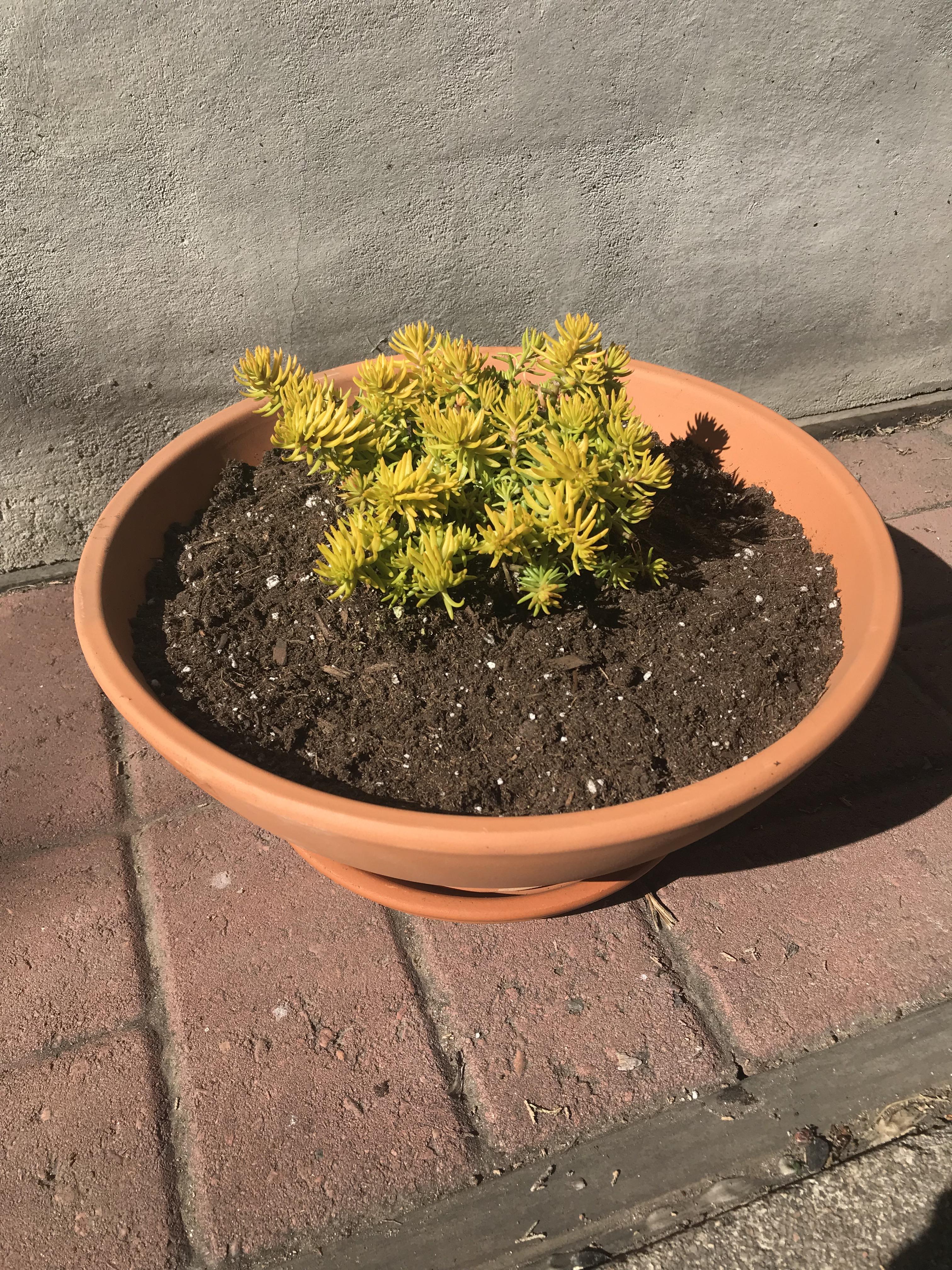 Stonecrop sedum Angelina in a container. Drought tolerant, full sun