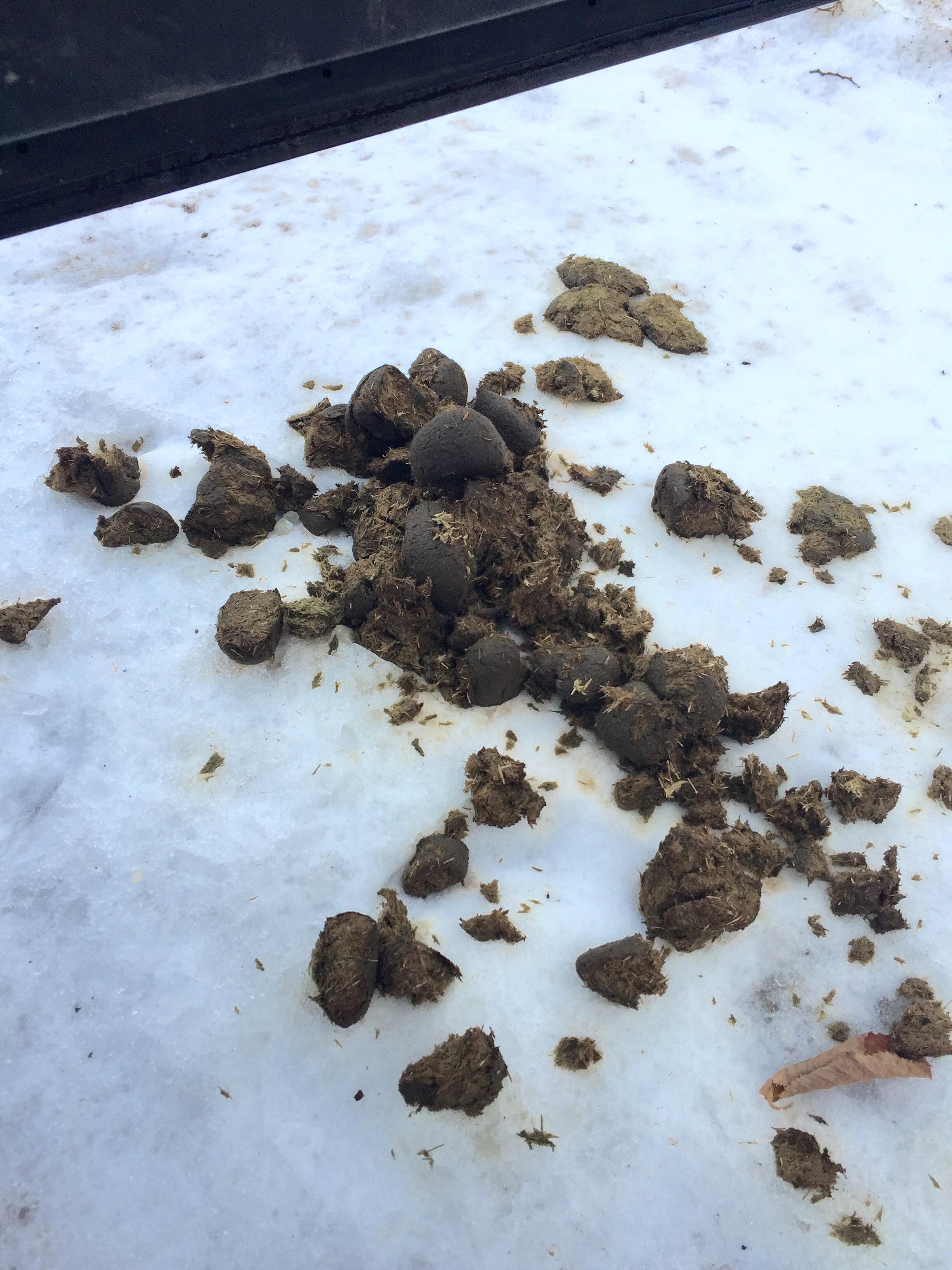 Is this animal scat? r/whatisthisthing