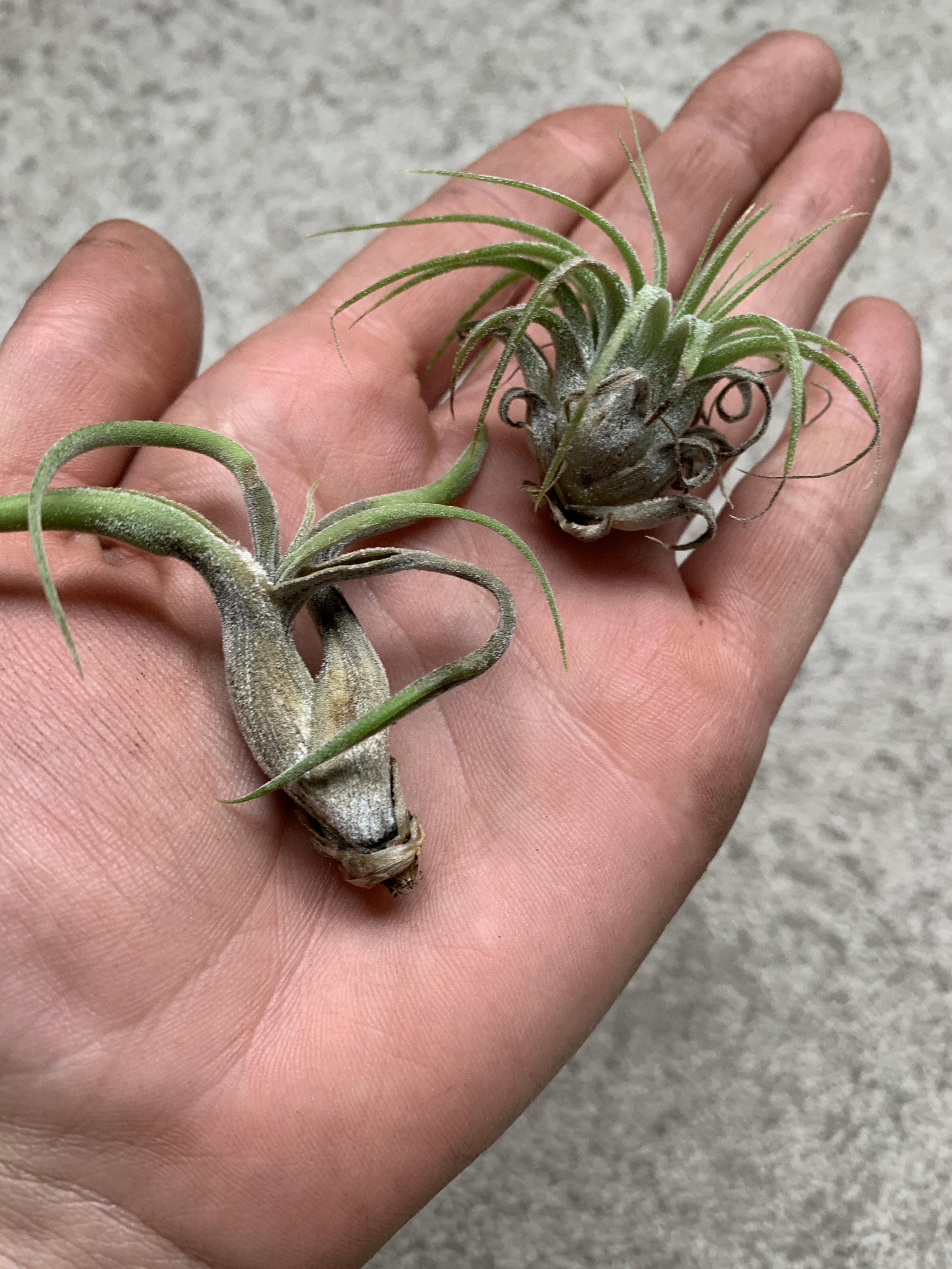 Help! Why do my air plants look like this? r/houseplants