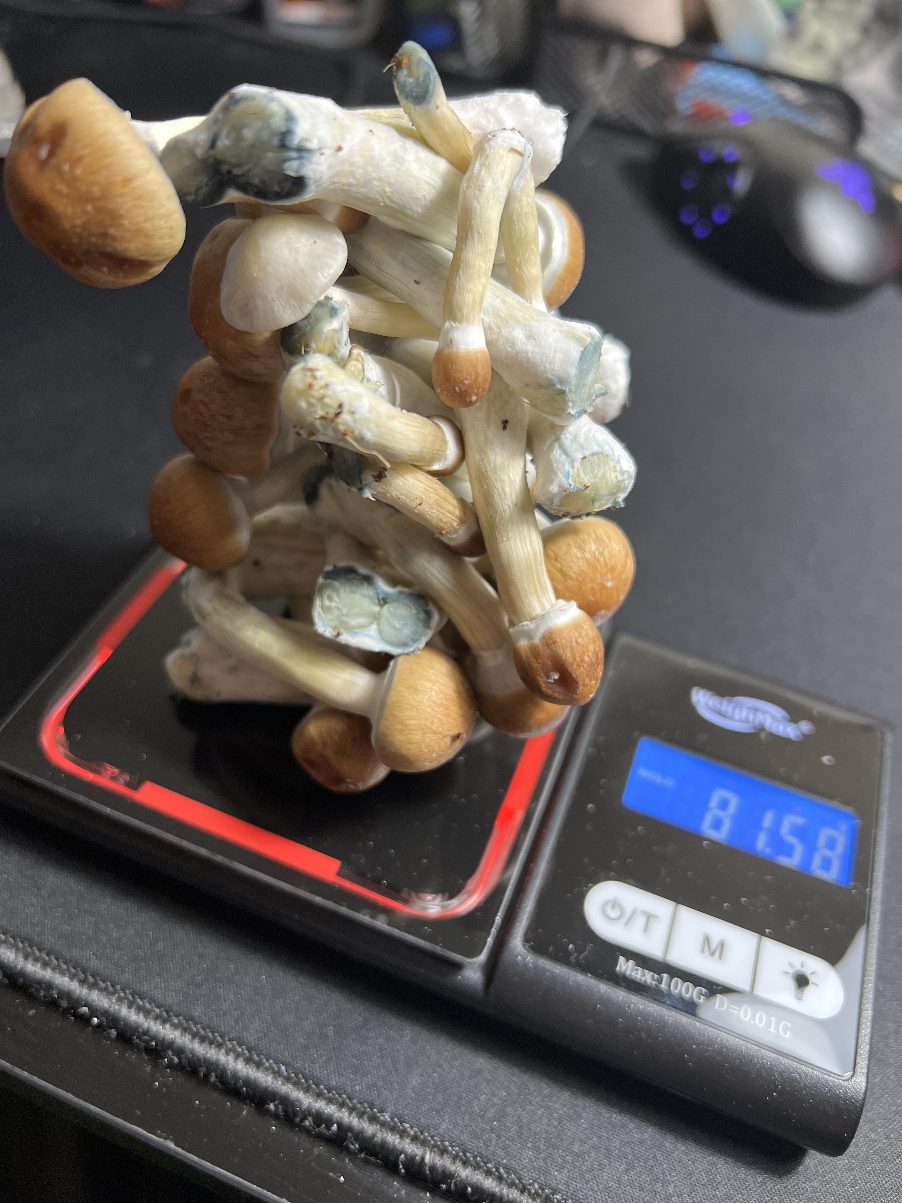 Whats the weight difference of wet and dry mushrooms? r/shrooms
