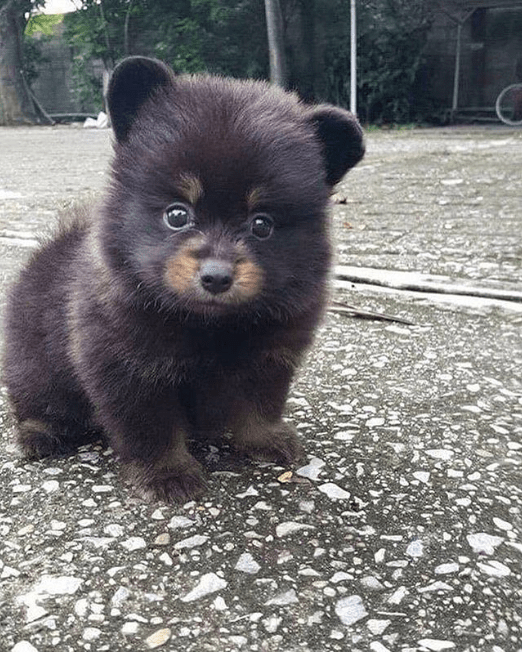 Dog that looks like a bear cub pics