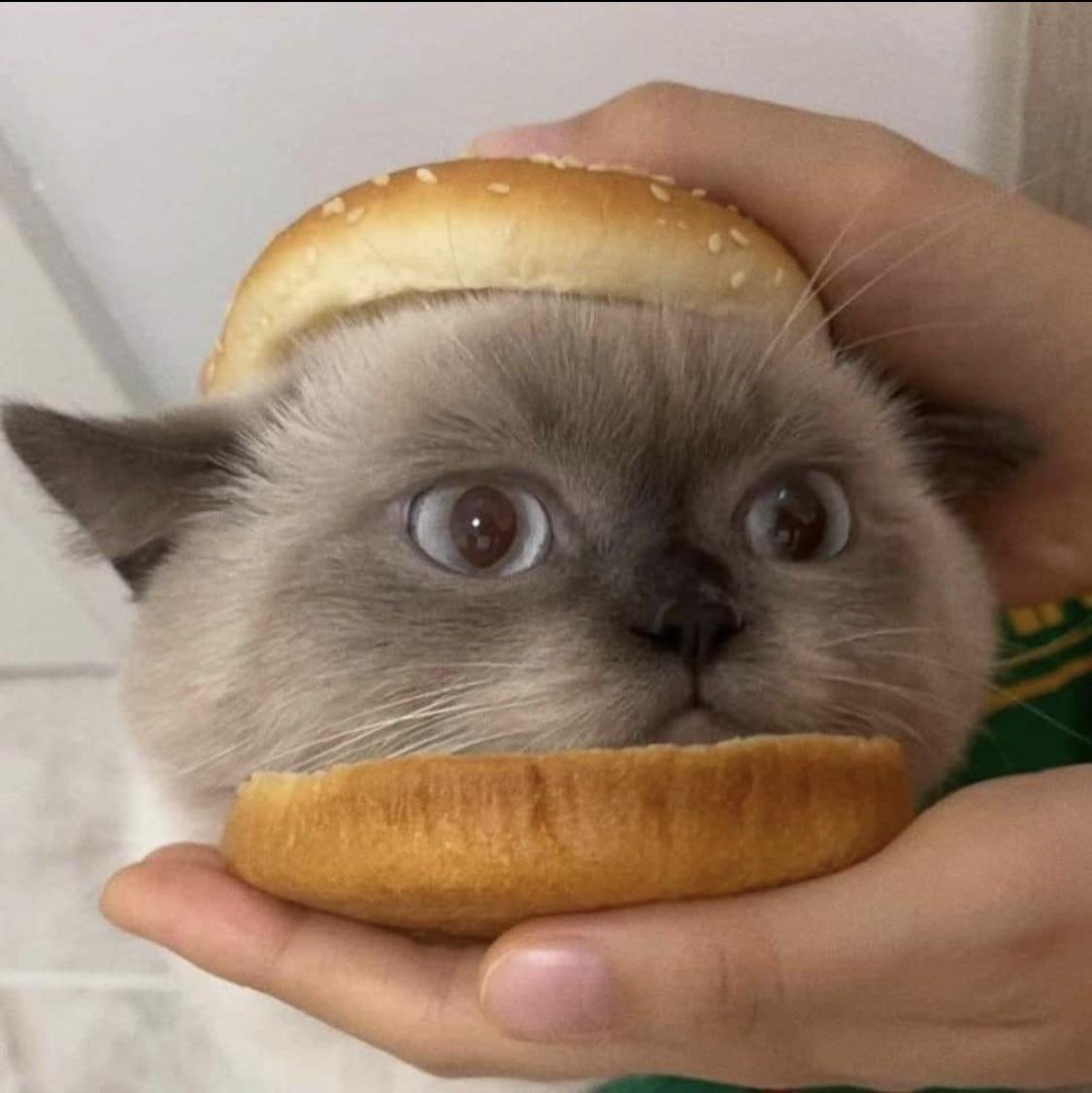 Cat burger 🤤 r/cateatingvegans