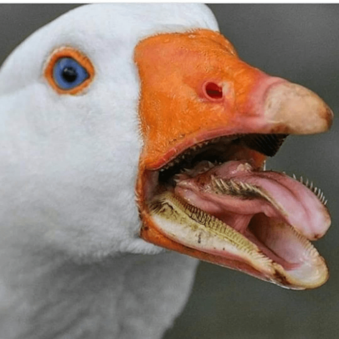 Geese have teeth r/oddlyterrifying