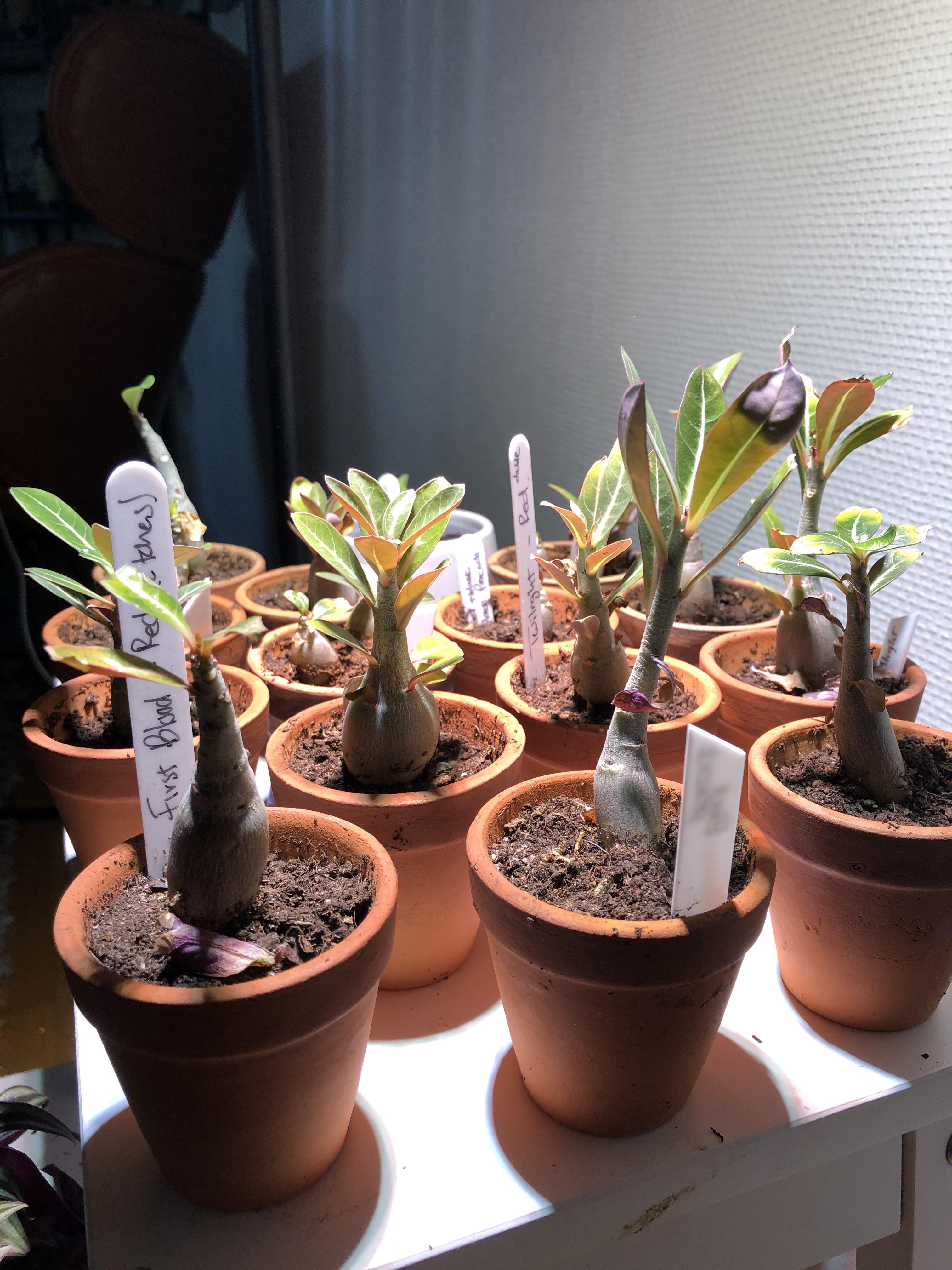 Is there any secret to make Adeniums grow faster? My plants are 6m old