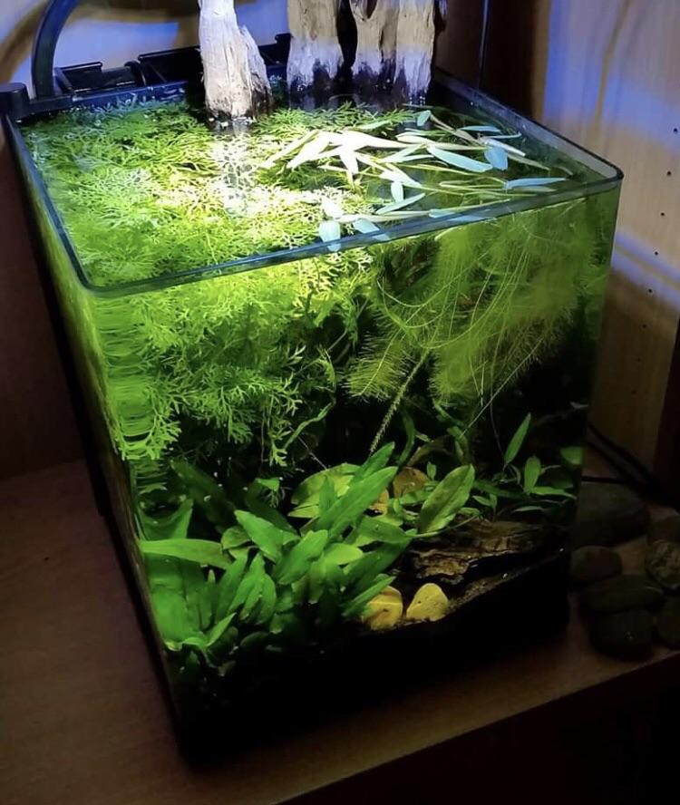 No water changes, no/low tech office 40L. Aquariums