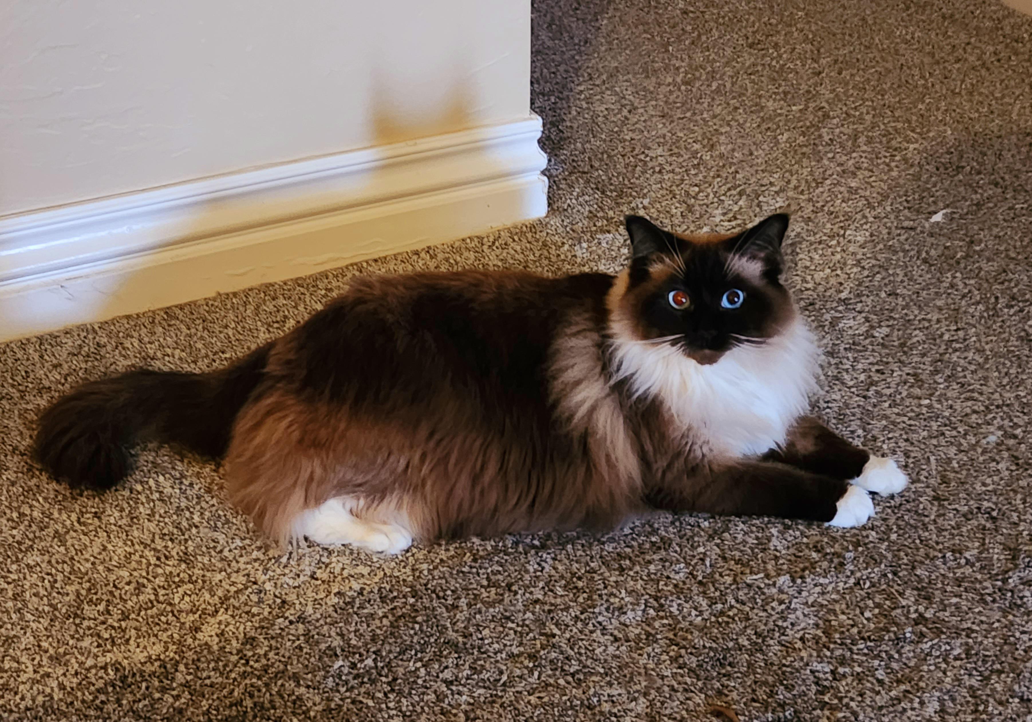 2833 best r/ragdolls images on Pholder Our boy had to get shaved due