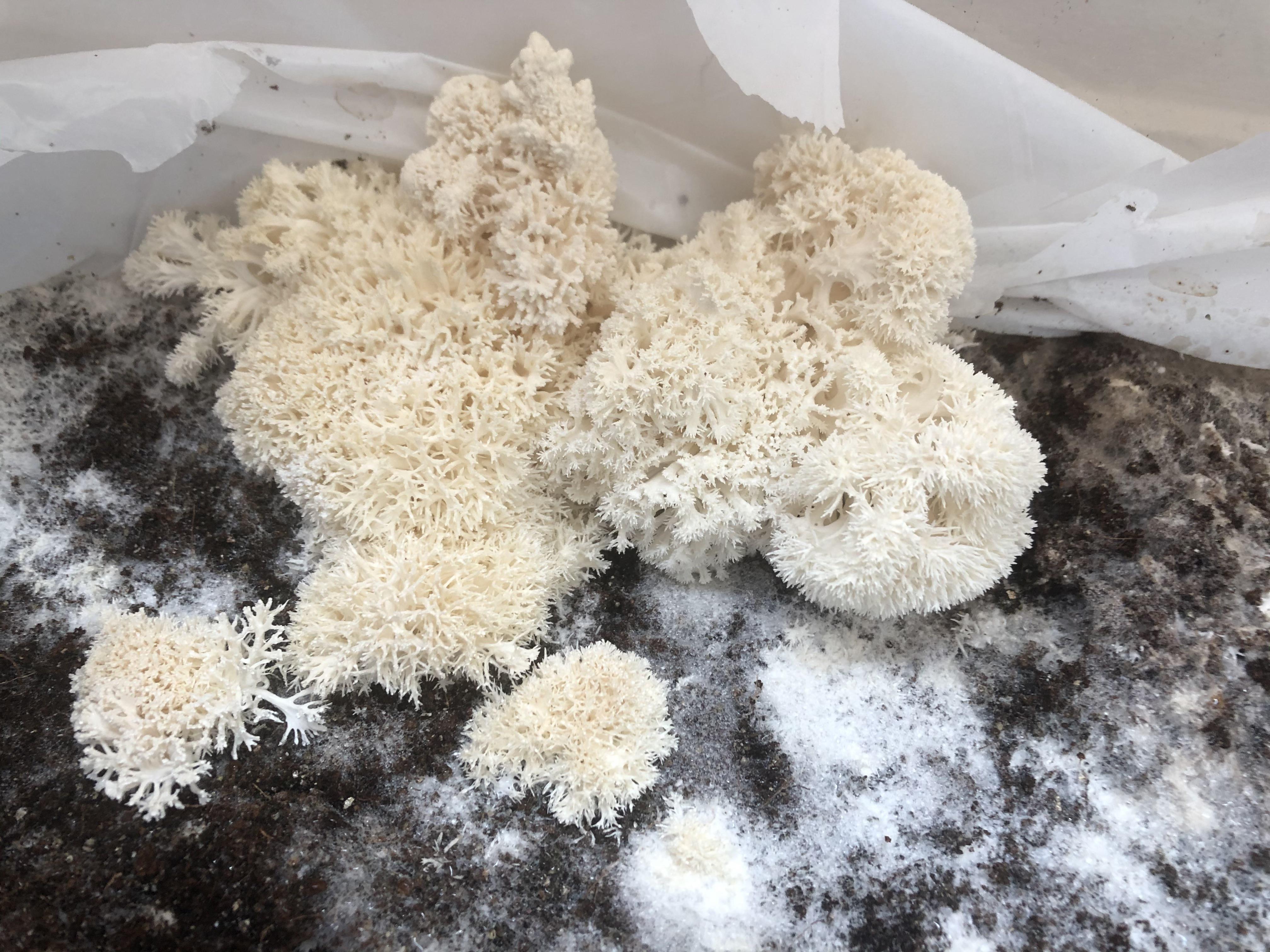 [gourmet] 1st grow Lions Mane r/MushroomGrowers