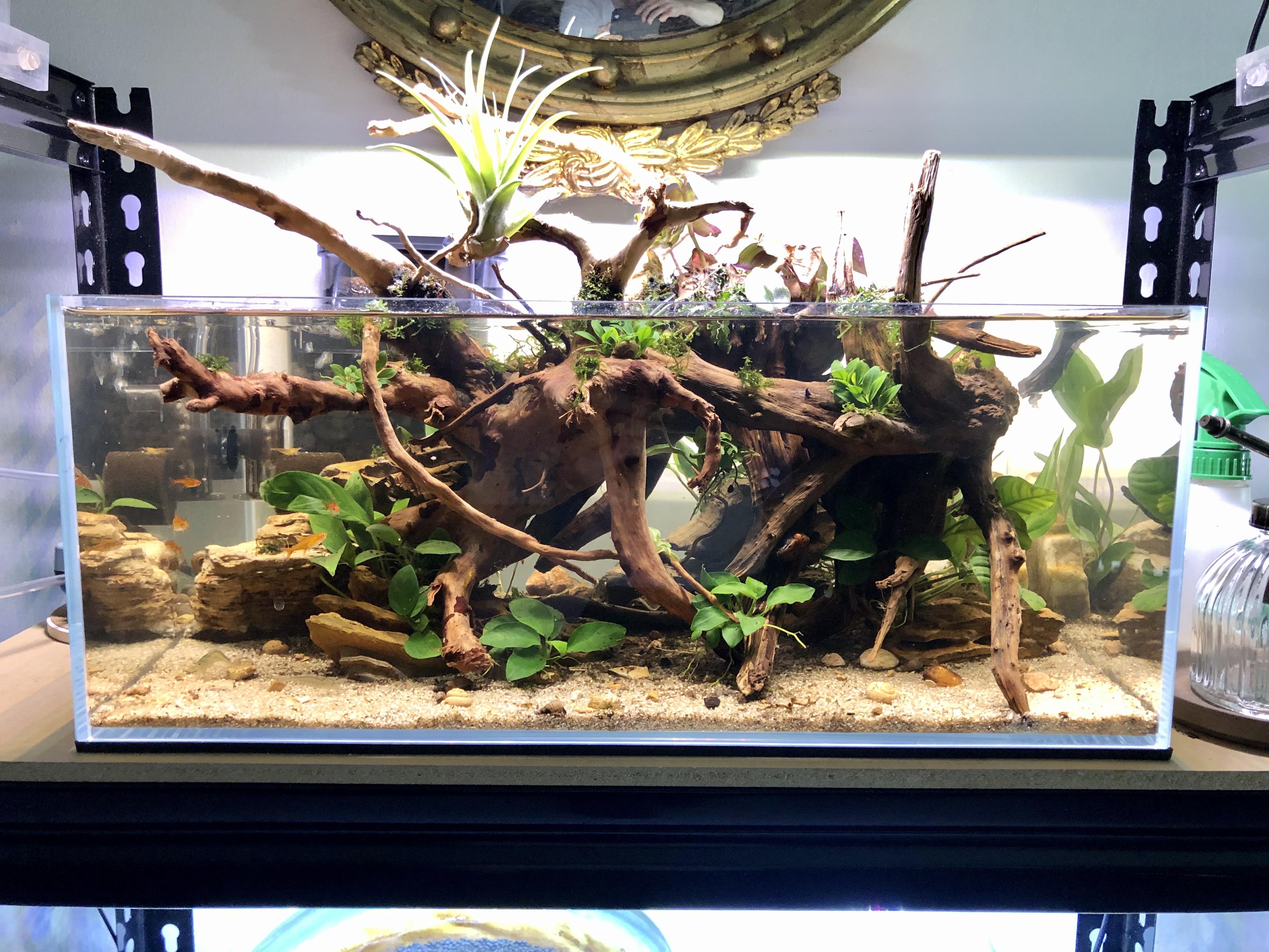 Mangrove r/Aquariums