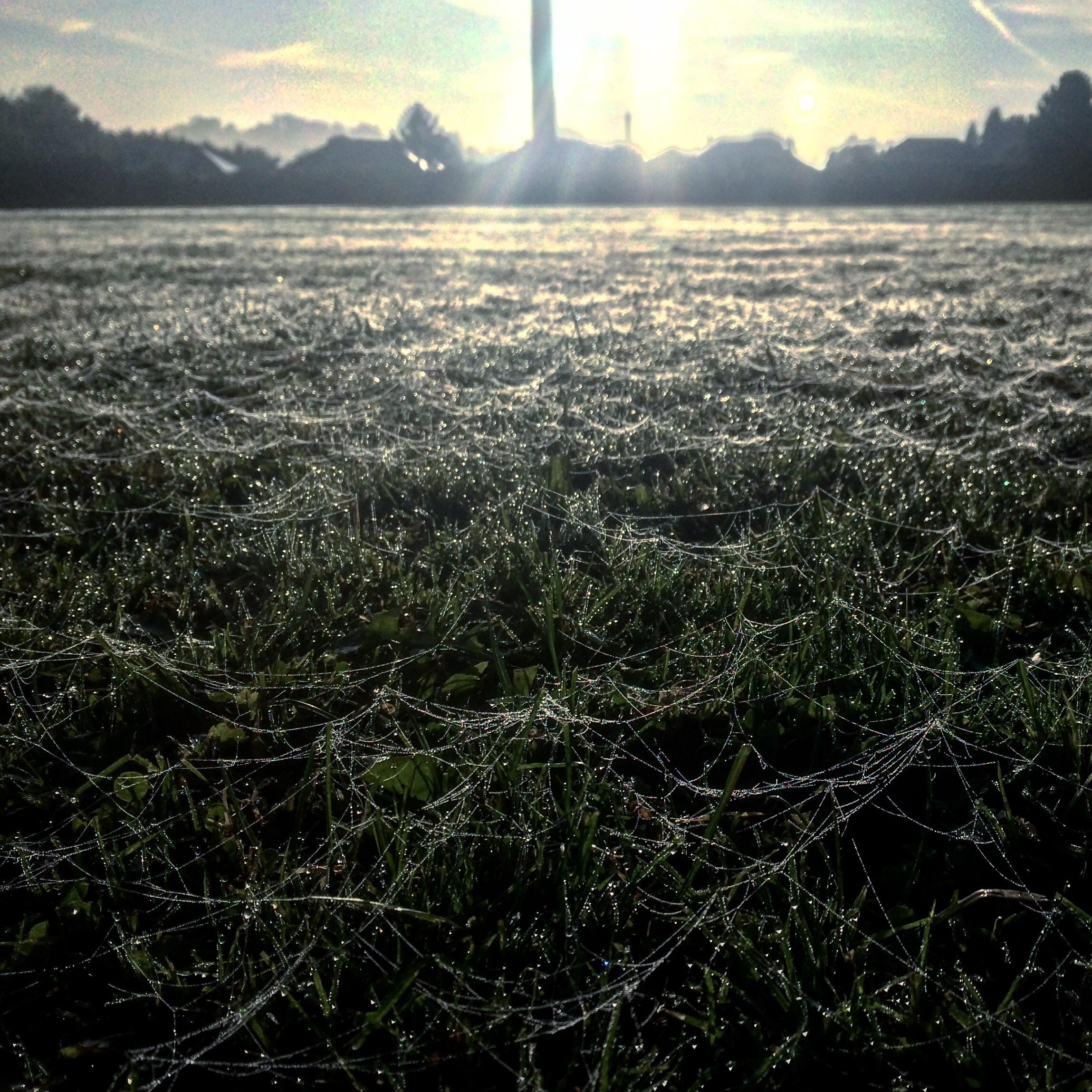 Field of spider webs in the early morning dew r/dewdrops