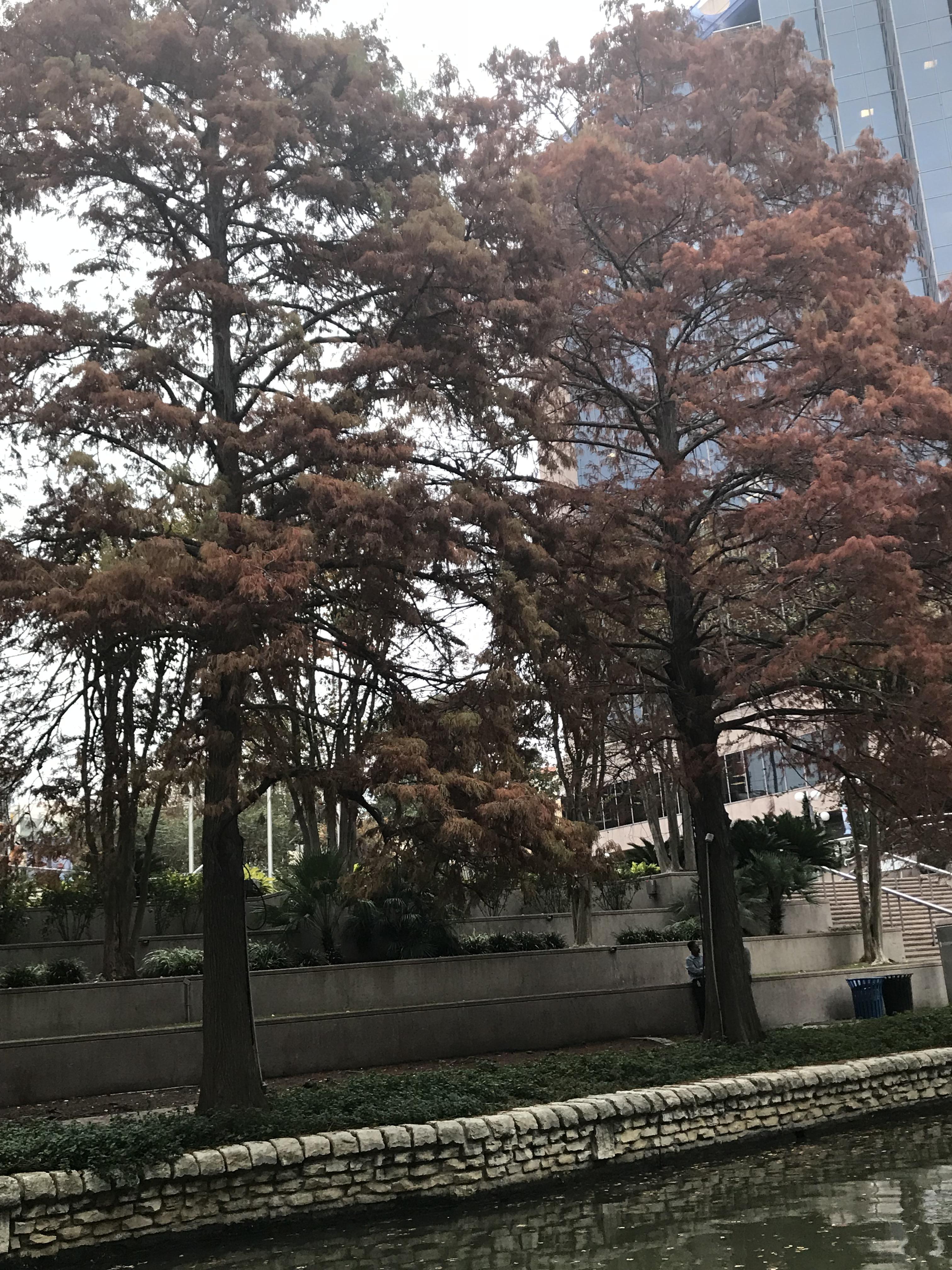 Tree in San Antonio tx. Changes colors in fall and looks like the